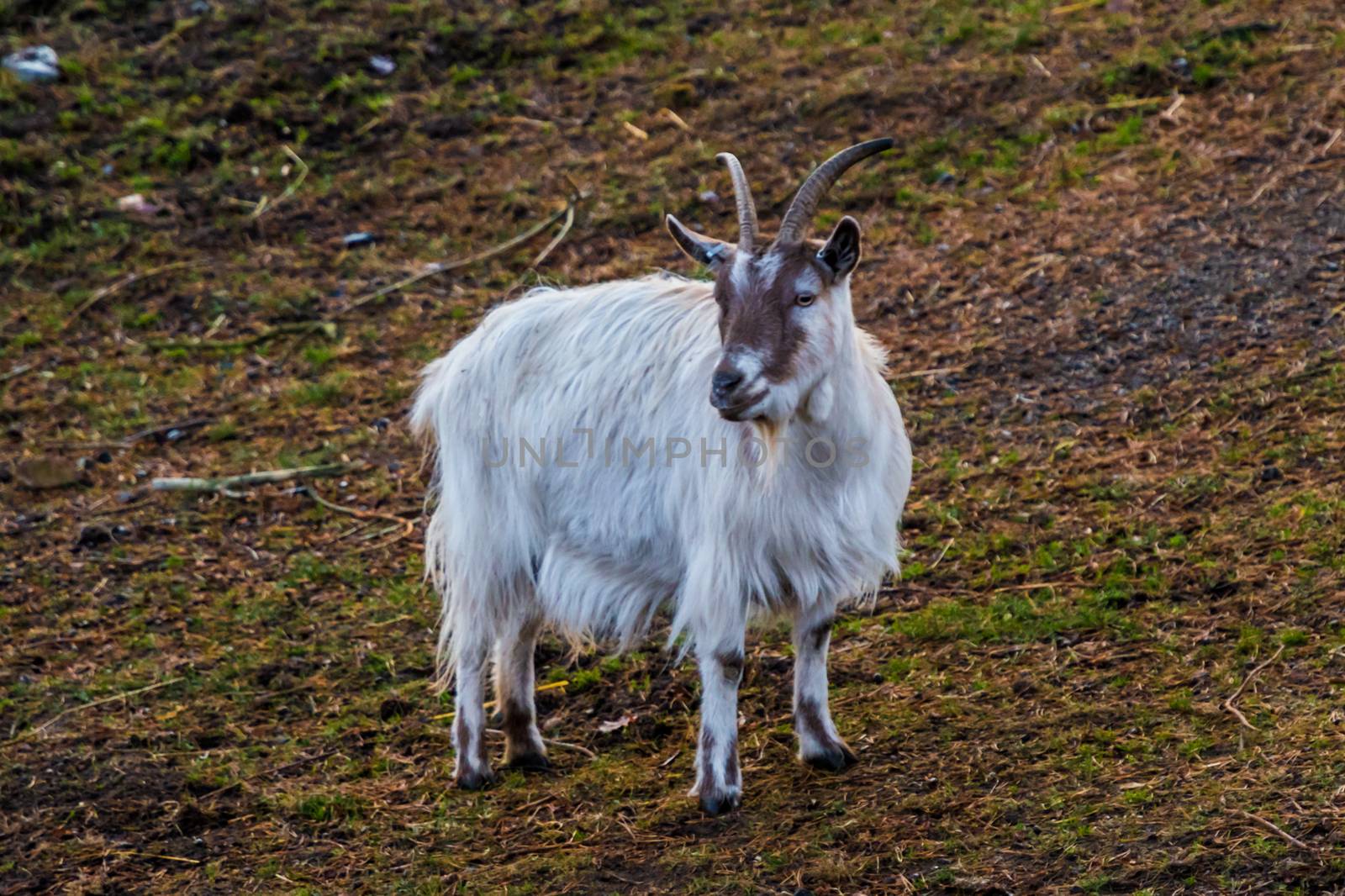 White brown goat with fluffy fur in nature grass