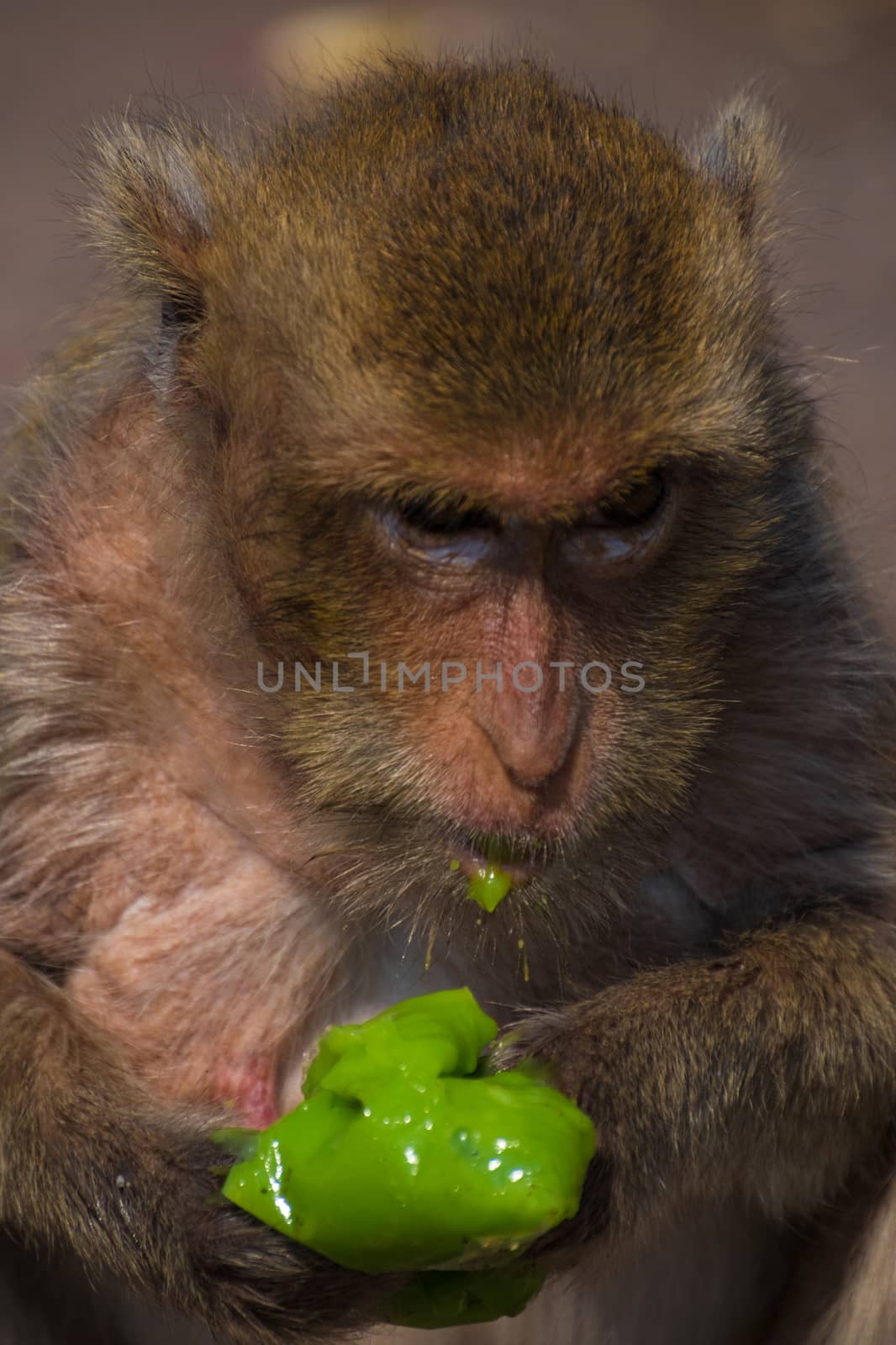 Old monkey eating neon green ice cream on street
