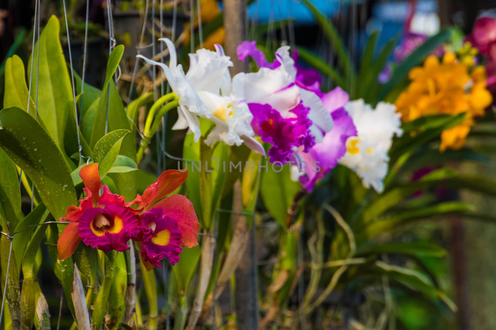 Orchids red, purple, white, yellow sold on Thai flower market