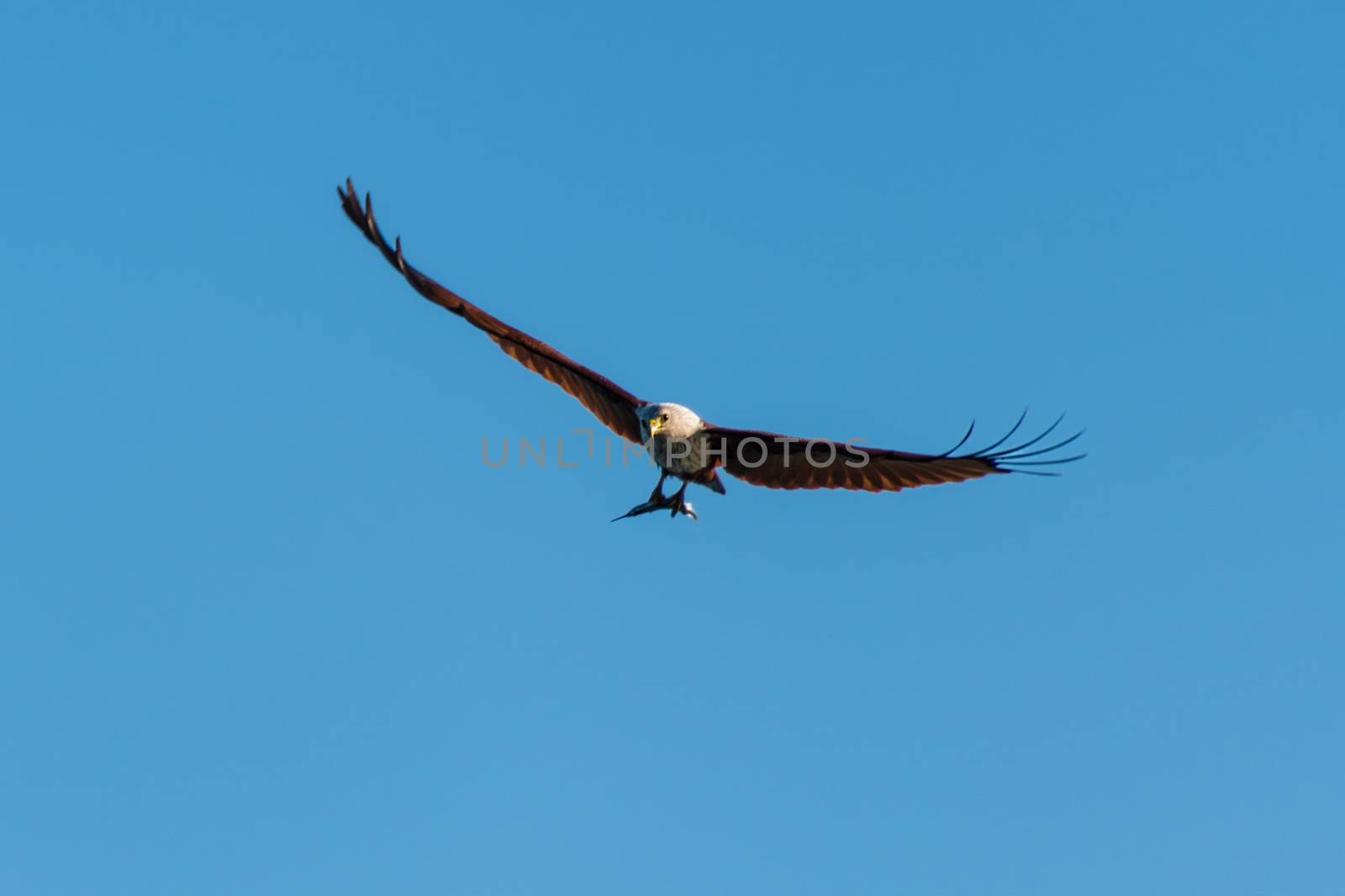 Sea eagle caught a fish and flying by MXW_Stock