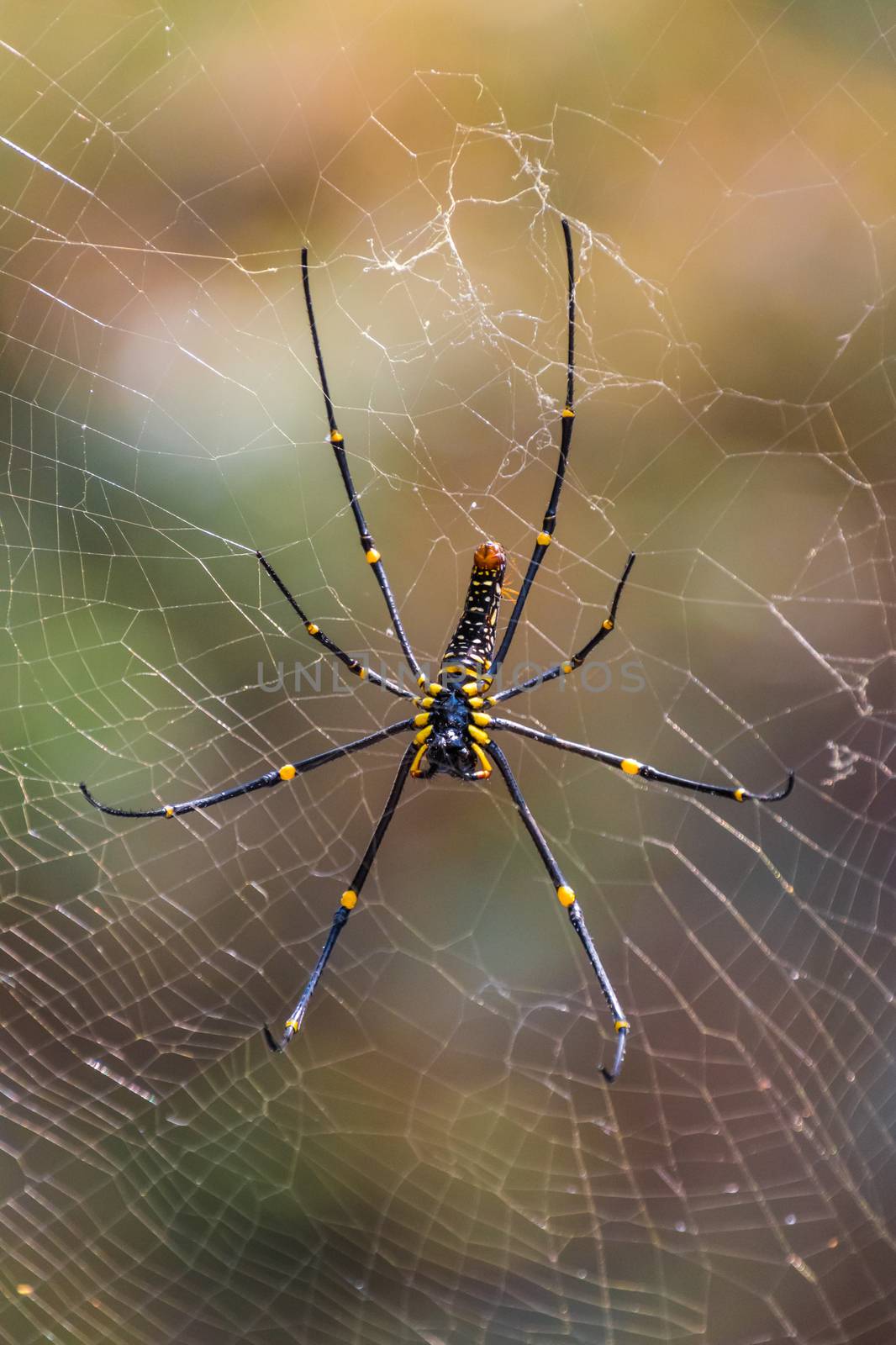Black and yellow poisonous tropical spider in jungle by MXW_Stock