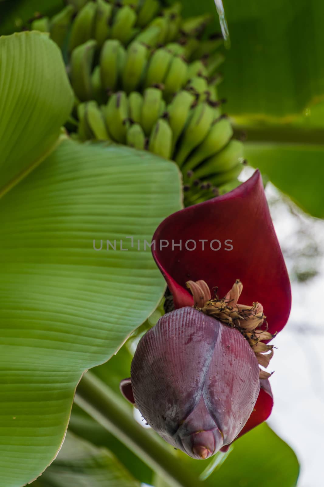Blossom and leafs of banana tree with green bananas by MXW_Stock