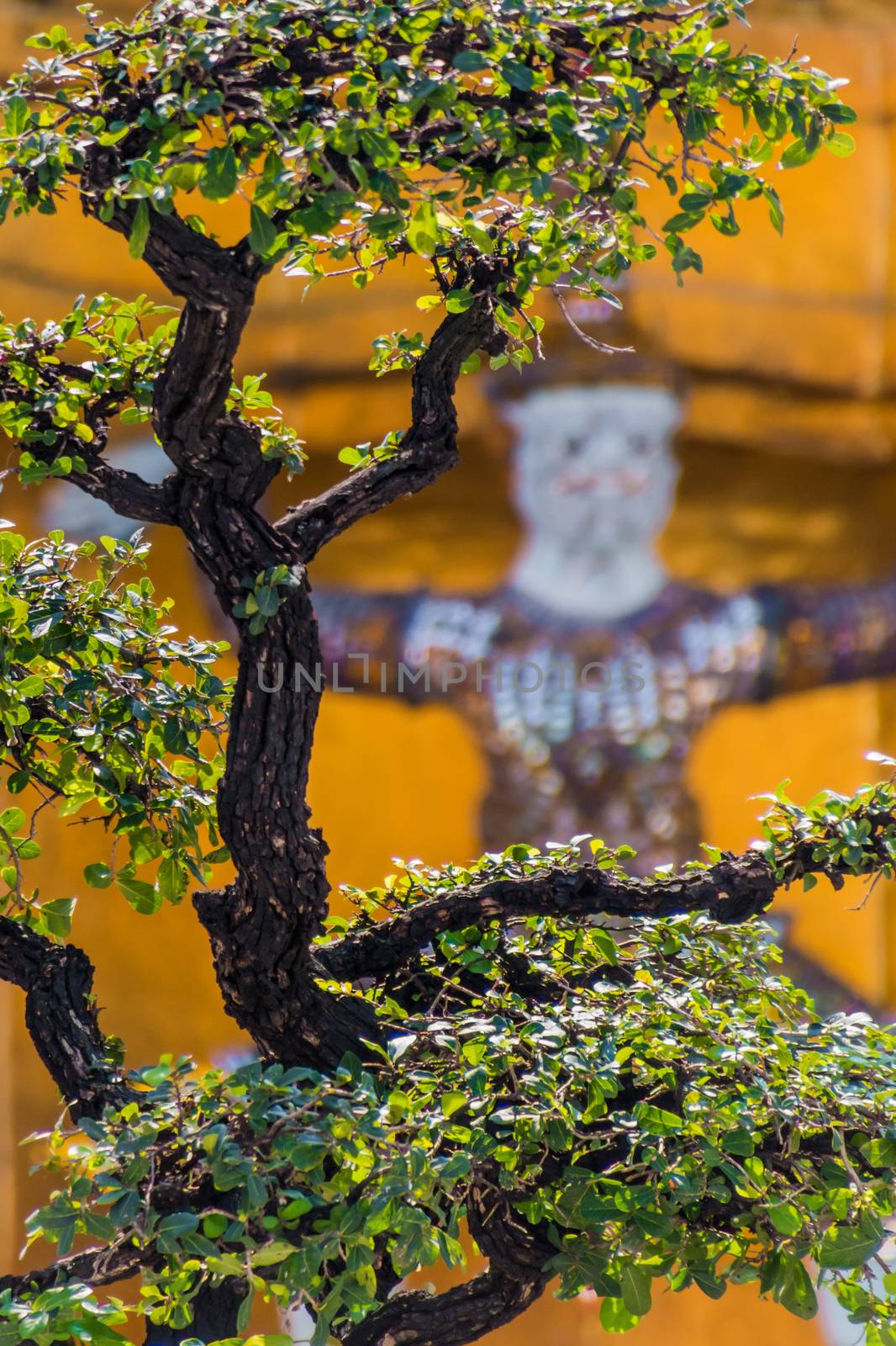 Bonsai tree in front of buddhist guard statue
