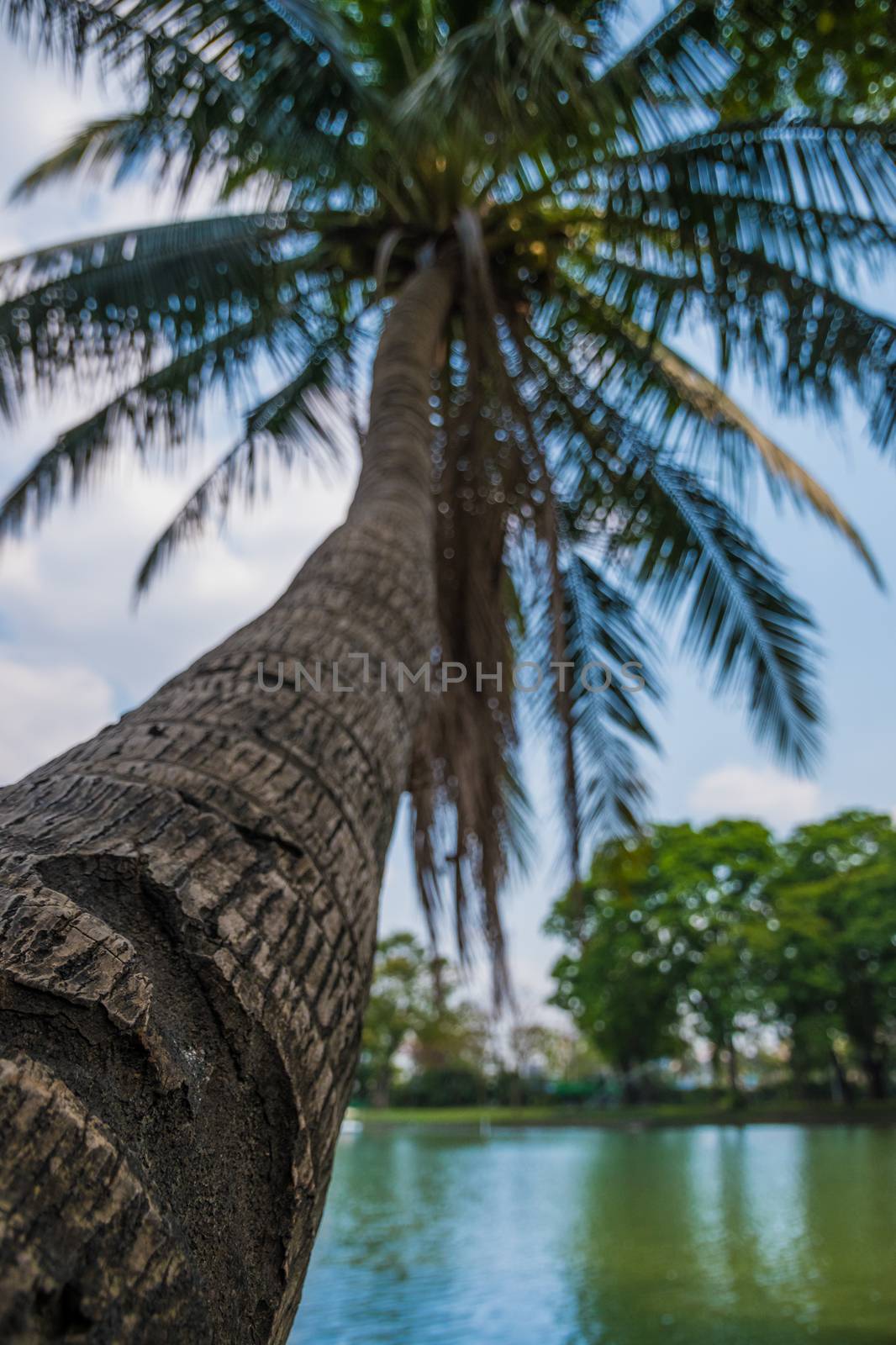 Coconut palm tree growing skewed over water by MXW_Stock