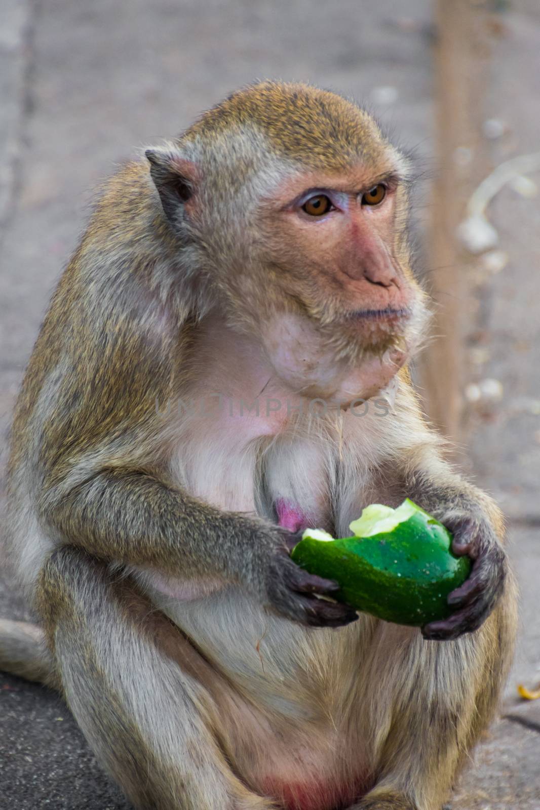 Macaque monkey ape eating green cucumber on street by MXW_Stock