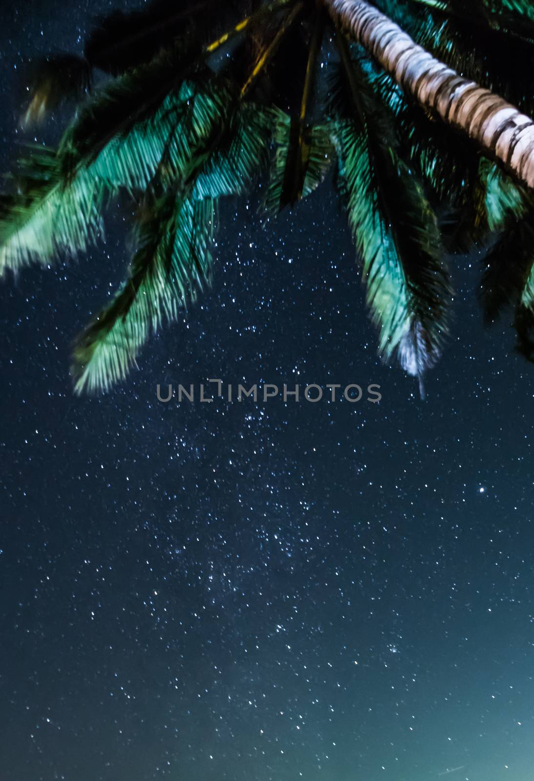 Night sky view under coconut palm stars milky way by MXW_Stock