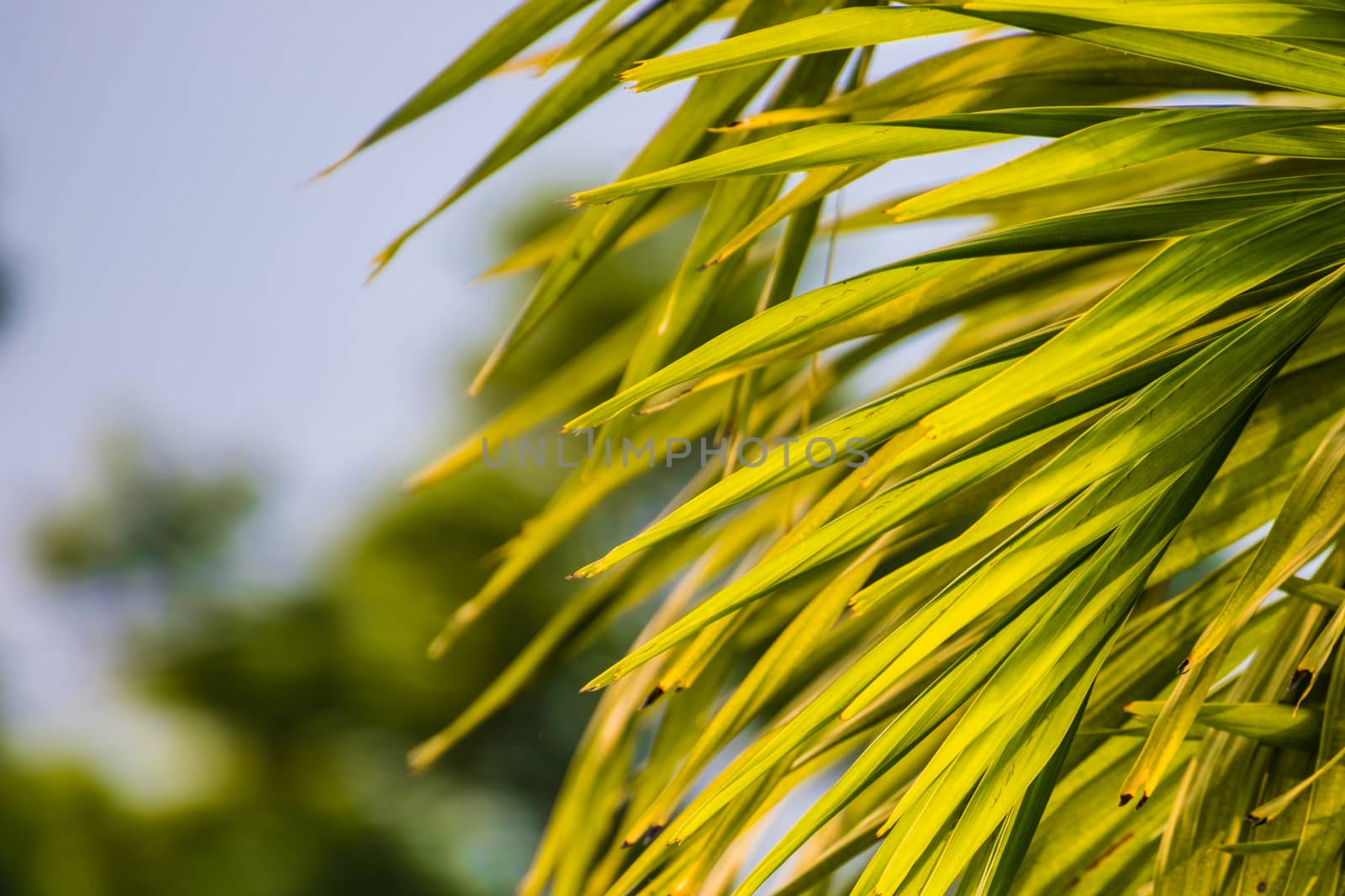 Palm leaf during sunset in the evening, warm light by MXW_Stock