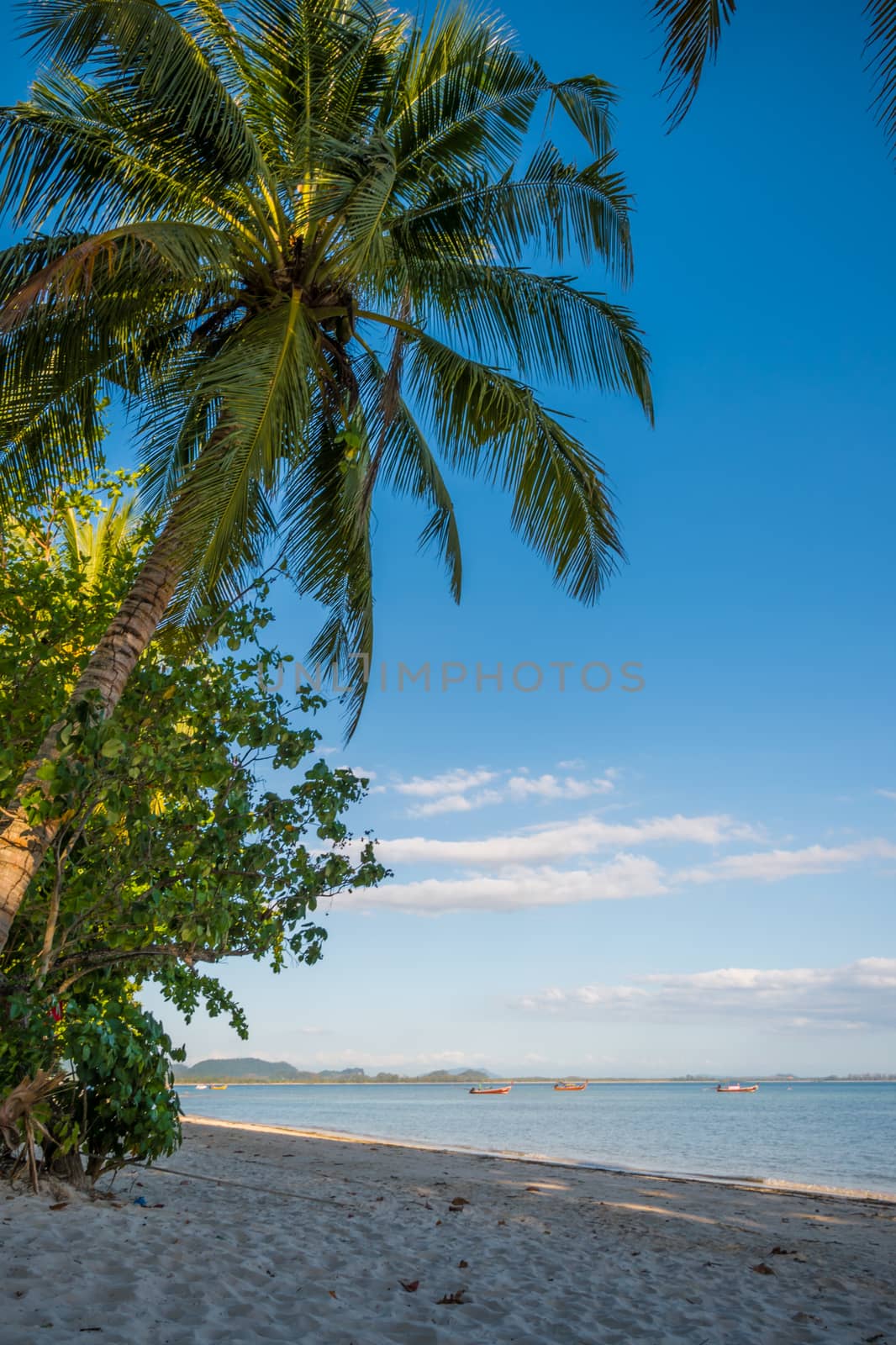 Palm trees at paradise like sand beach in Thailand by MXW_Stock