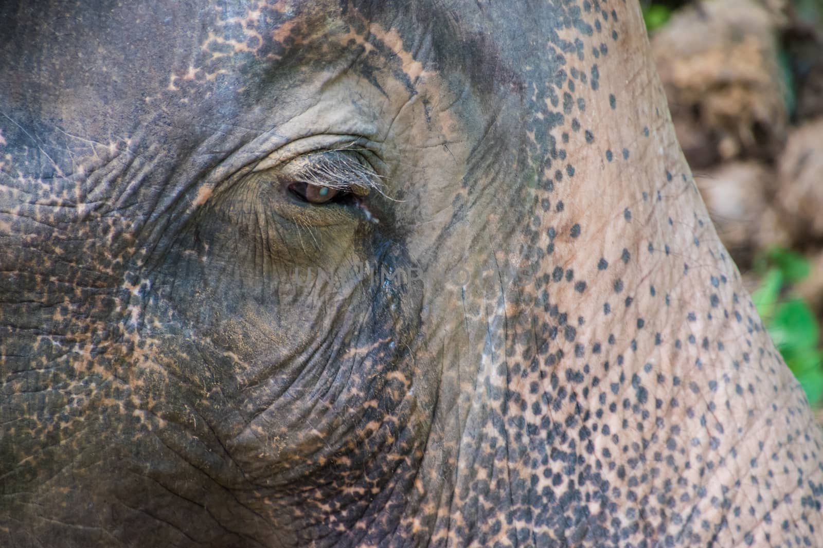 Portrait of old asian jungle elephant, thick skin 2 by MXW_Stock