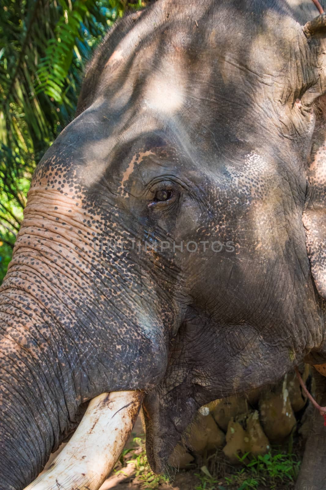 Portrait of old asian jungle elephant, thick skin, ivory