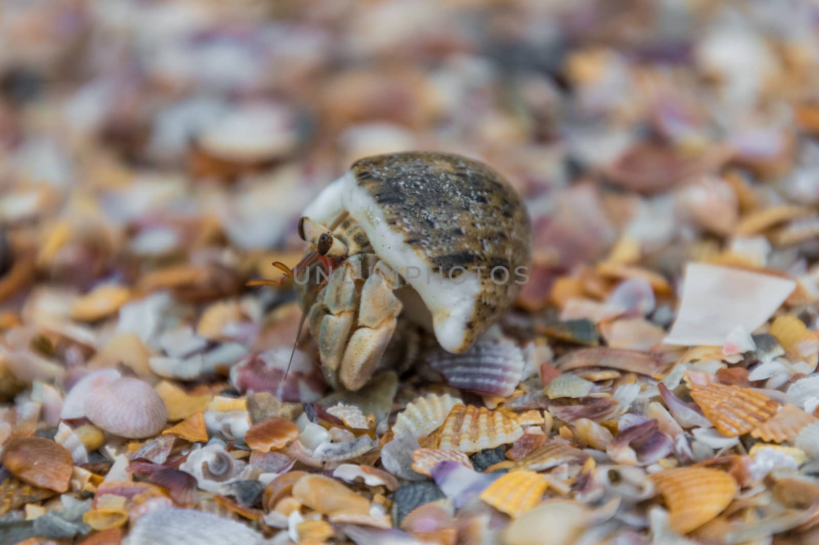 Snail crap macro shot walking on shells by MXW_Stock