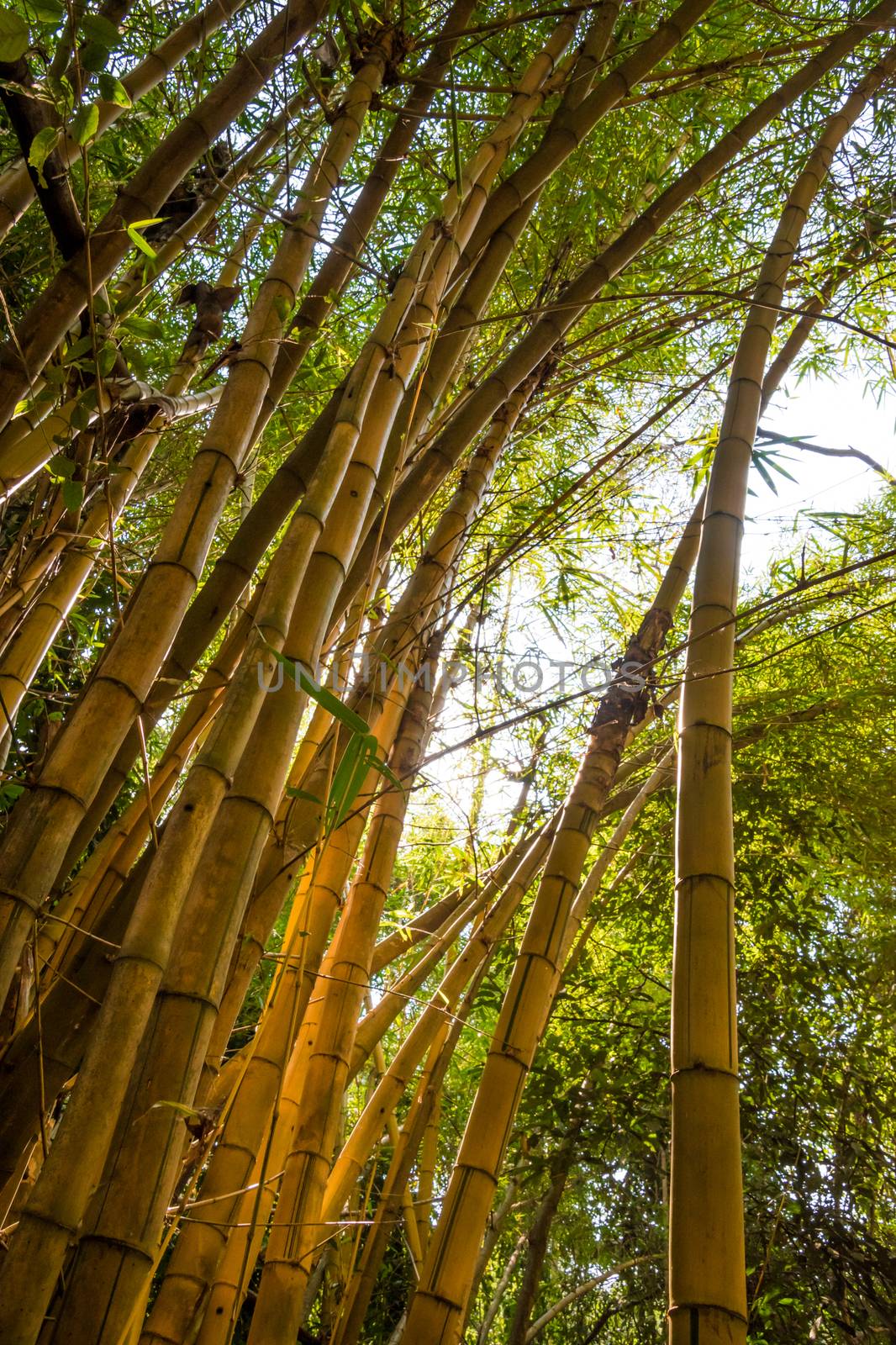 Standing under yellow giant bamboo in tropical jungle by MXW_Stock