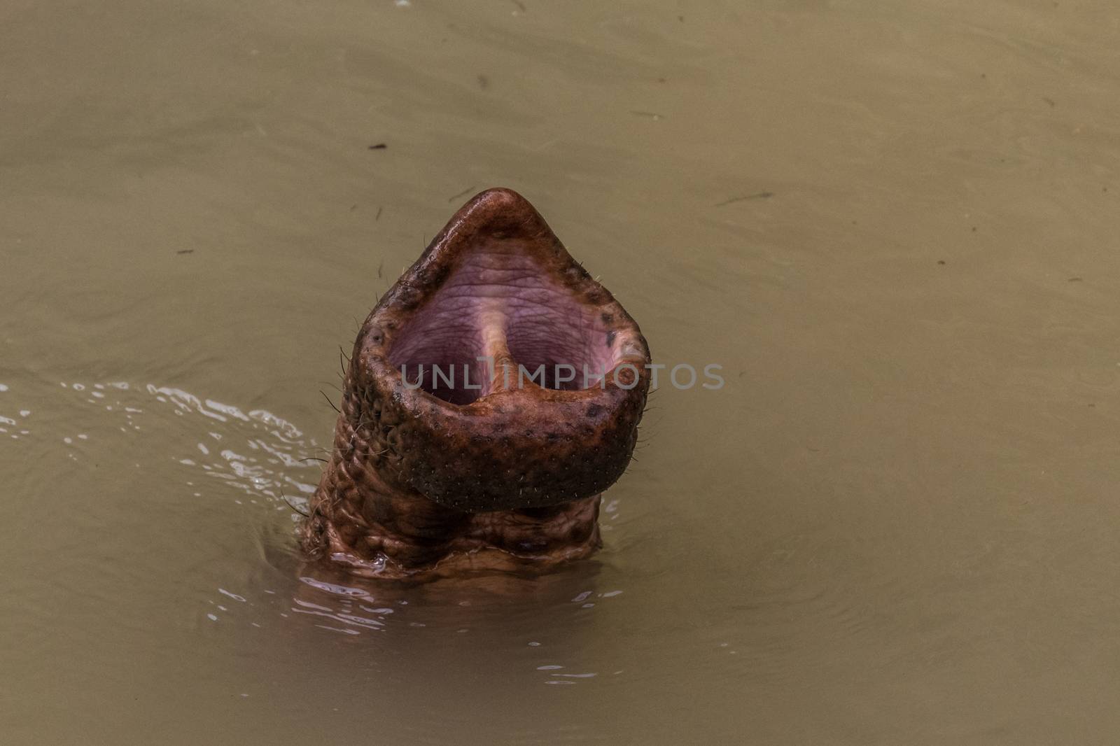Trunk tip of old asian jungle elephant in water