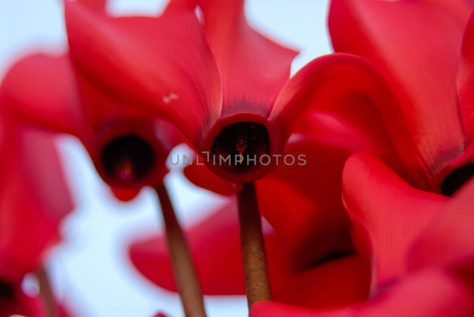 Abstract red flower plant blossom upward perspective by MXW_Stock