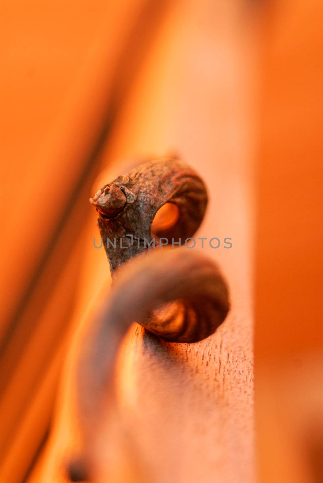 Abstract wooden plant tendril orange on wood