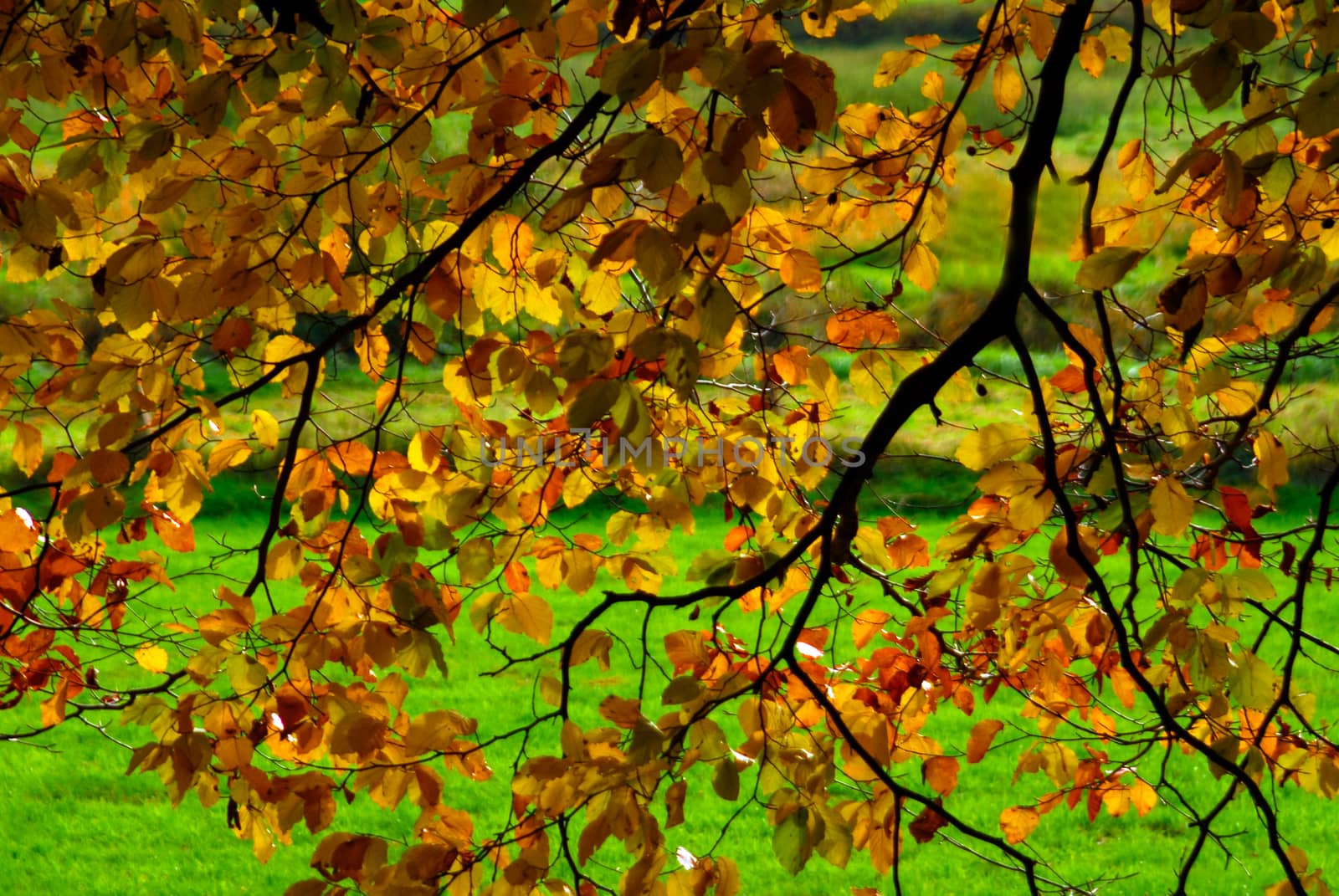 Autumn fall view through autumnal colored leafs yellow orange