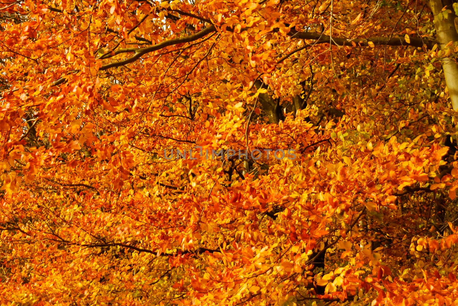 Autumn fall autumnal colored leafs yellow orange