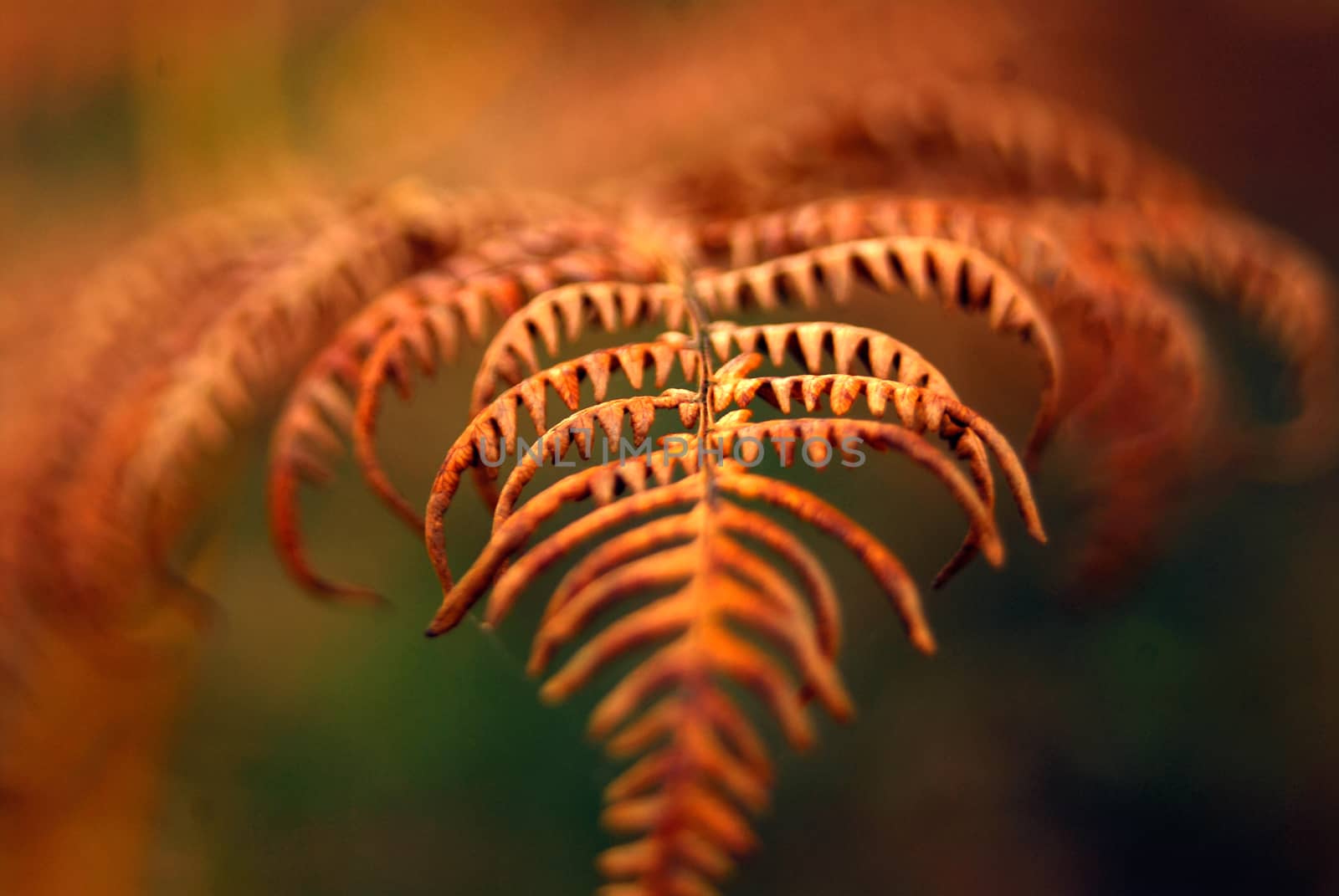 Fern leaf frond autumn fall brown macro shot by MXW_Stock