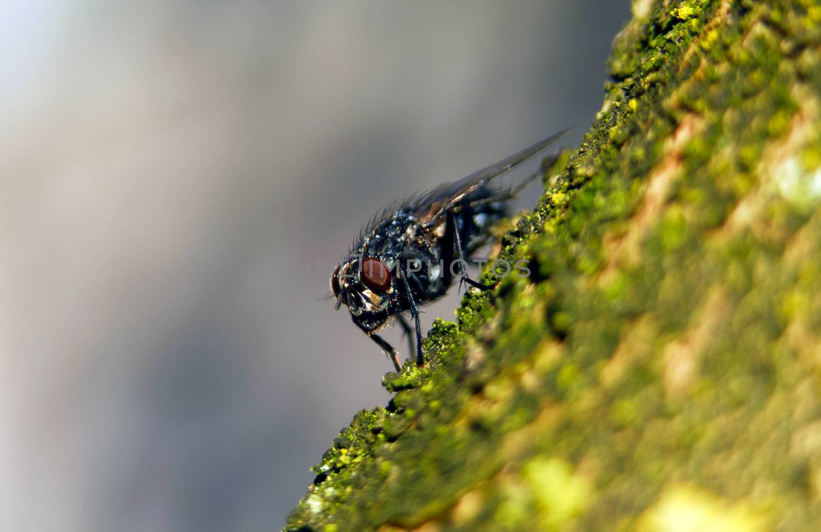 Fly macro shot green branch red eyes sharp by MXW_Stock