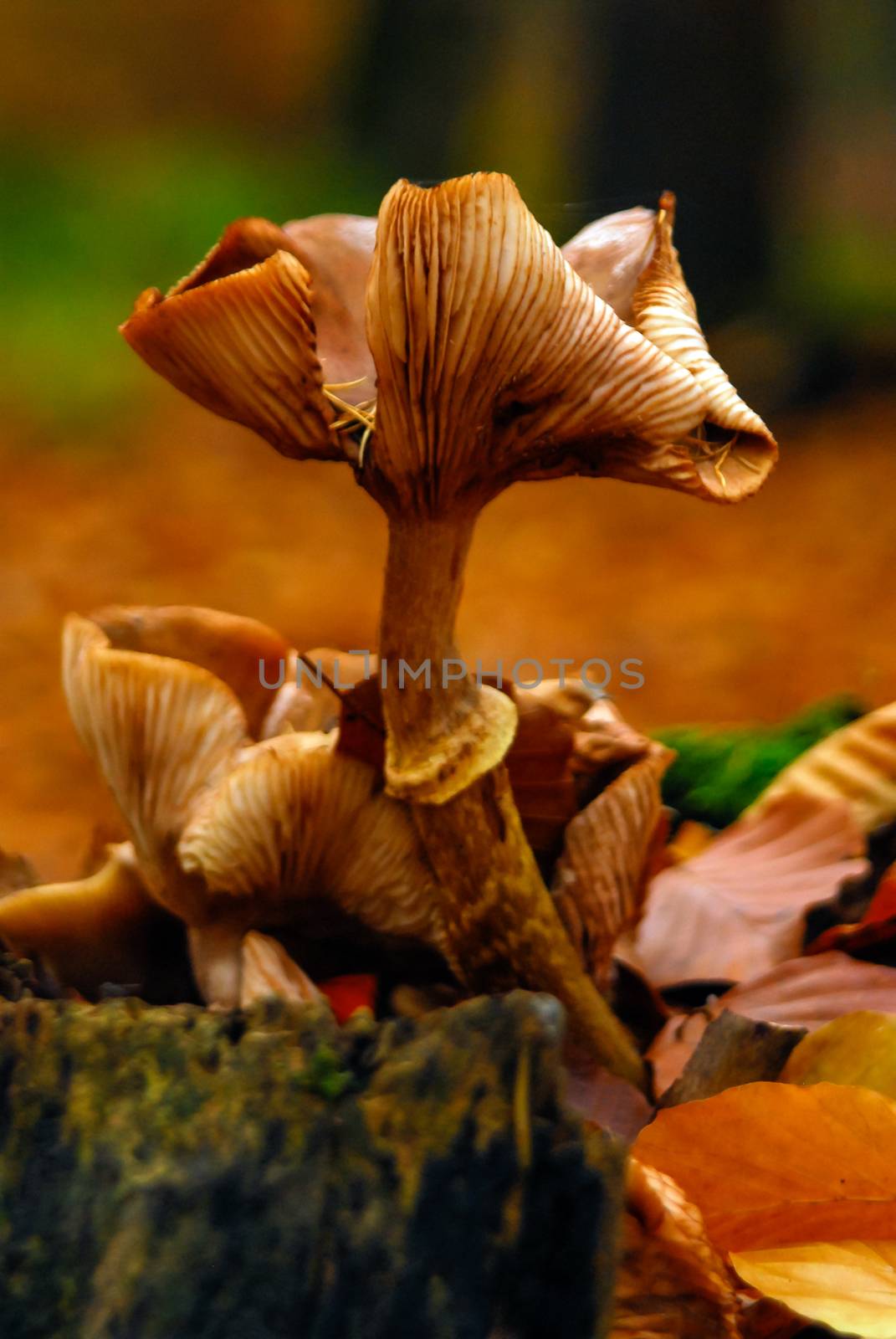Fungus mushroom orange brown growing on rotten wood stomp by MXW_Stock