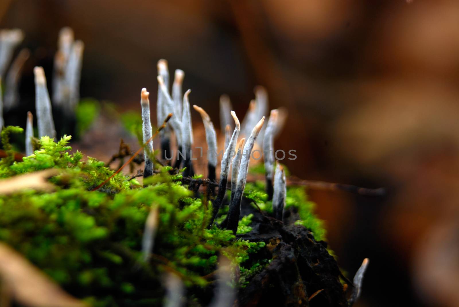Fungus mushroom white growing between green moss by MXW_Stock