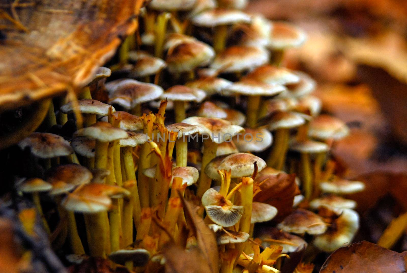 Fungus mushroom orange brown growing on rotten wood by MXW_Stock