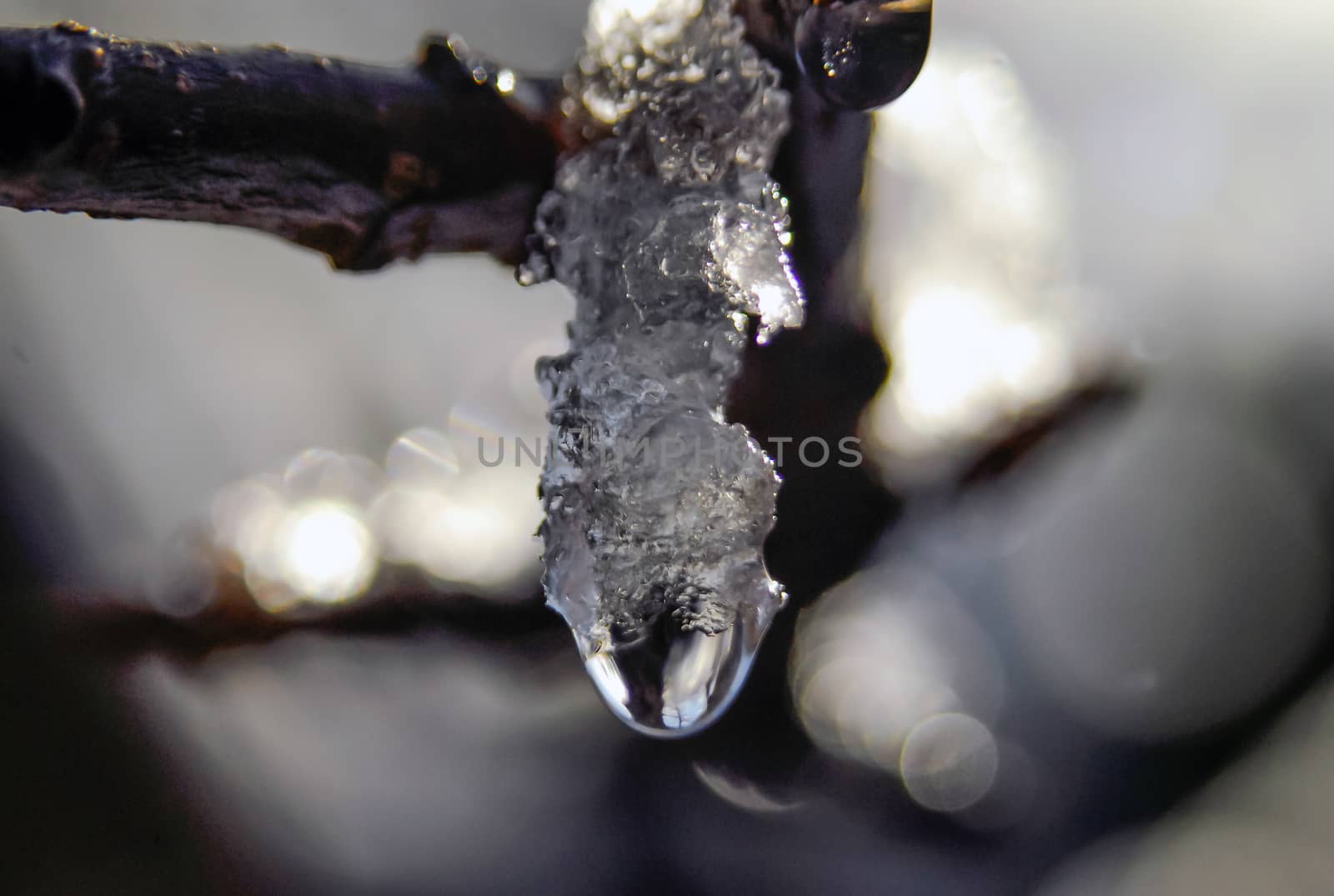 Icicle ice snow melting under tree branch