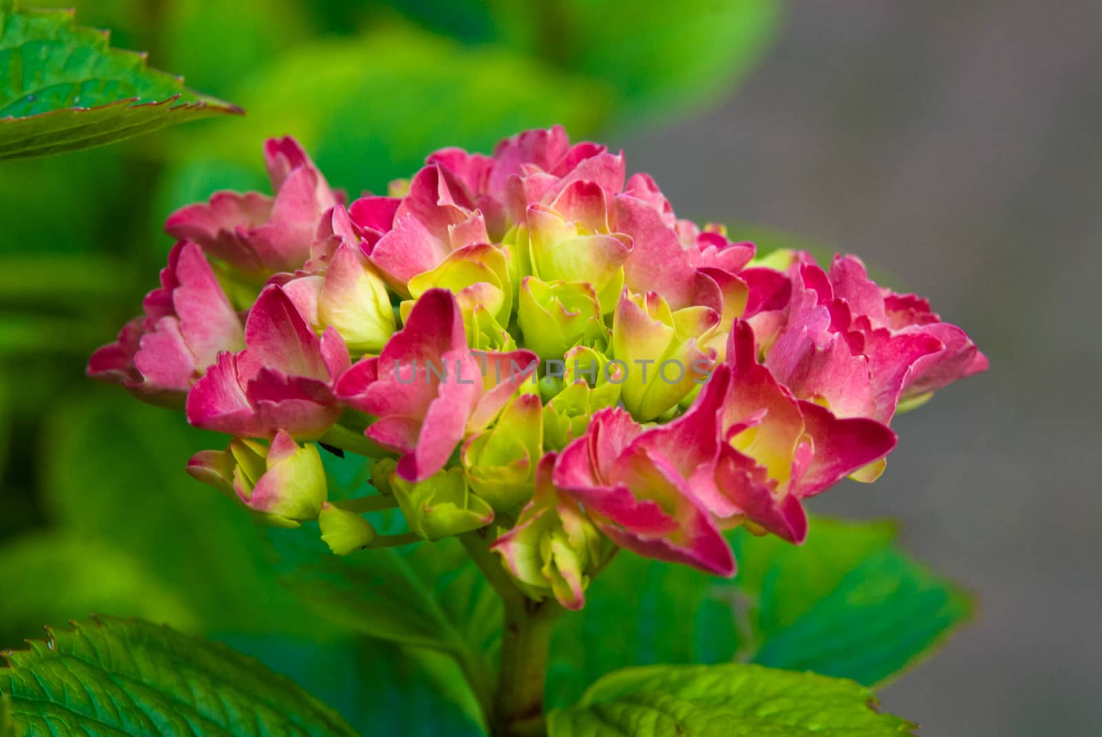 Pink hydrangea blossom flower fresh green summer by MXW_Stock
