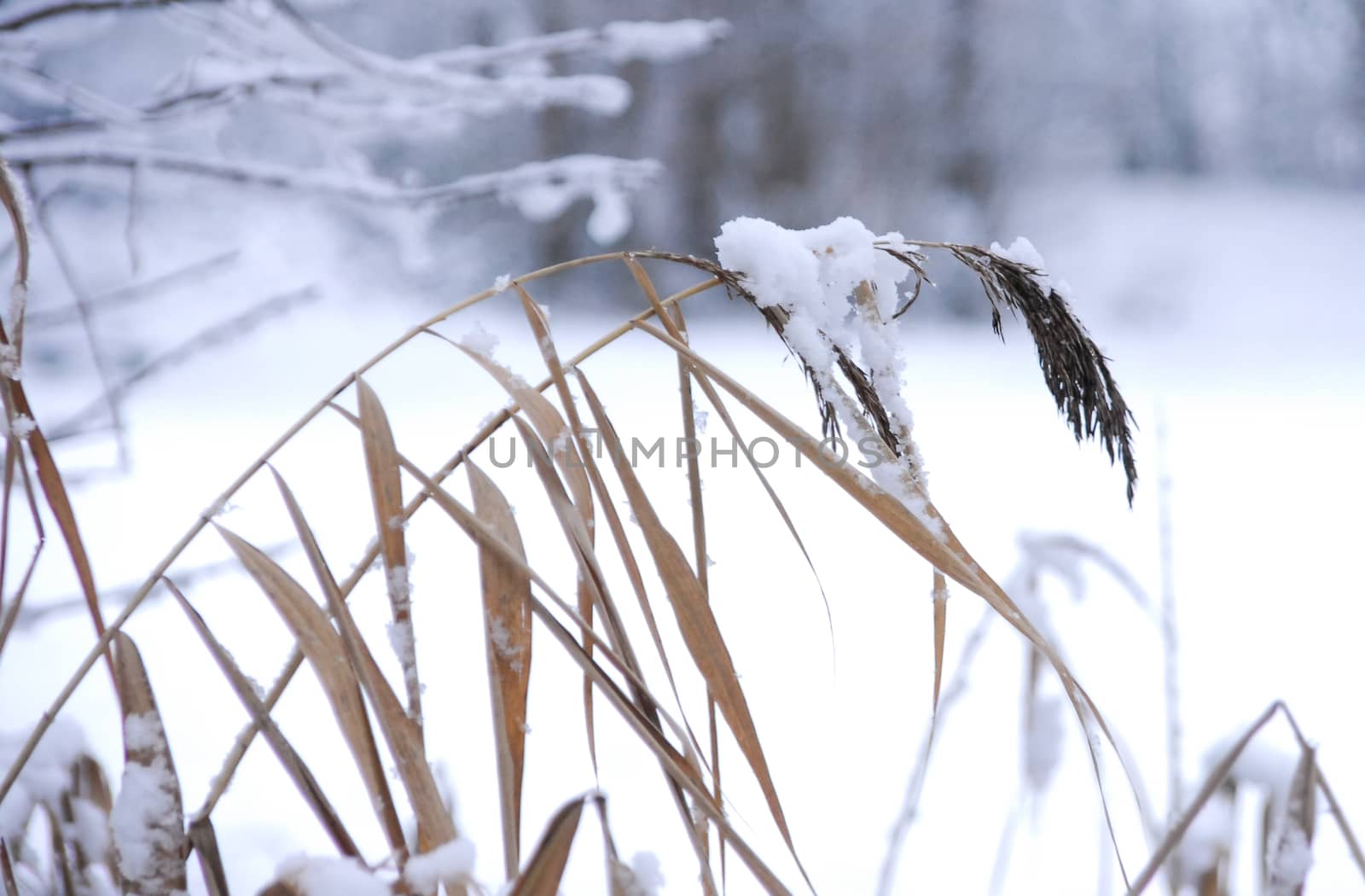 Snow on grass stalk blossom in winter white