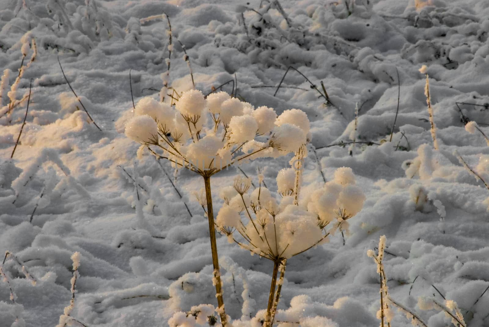 Snow blossom winter cold freezing sunrise sunset white by MXW_Stock