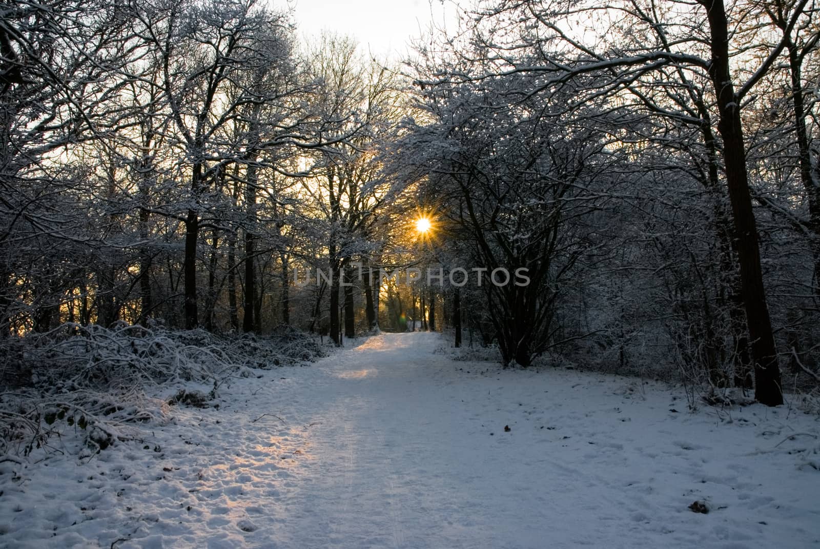 Sun shining through leafless tress winter snow sunrise