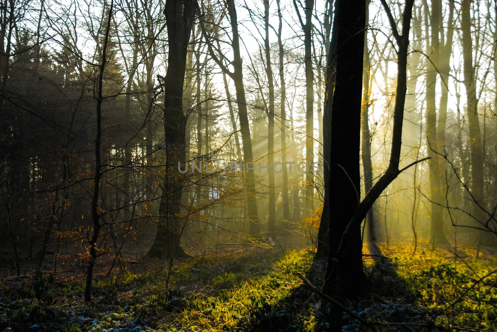 Sunrise sunset in forrest winter no leafs cold fog sun by MXW_Stock