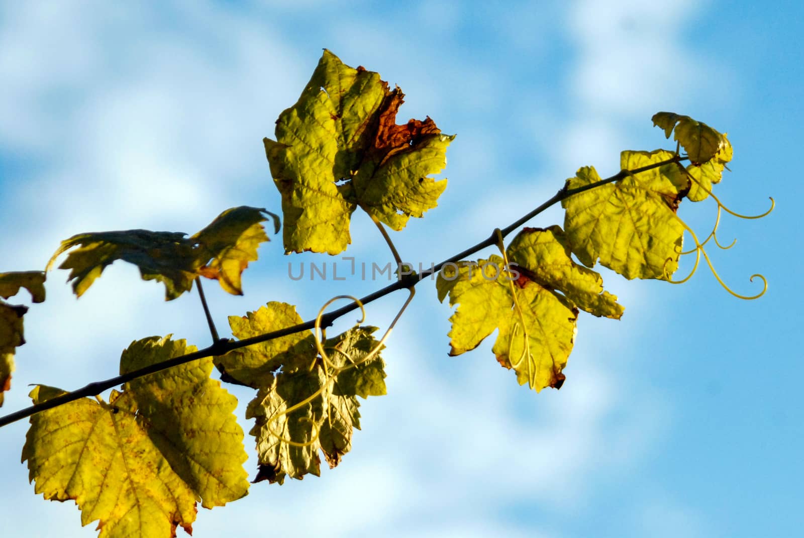 Vine tendril in sun bright blue sky green leafs by MXW_Stock