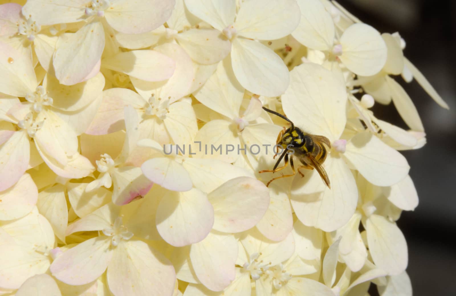 Wasp yellowjacket on white summer hydrangea blossom