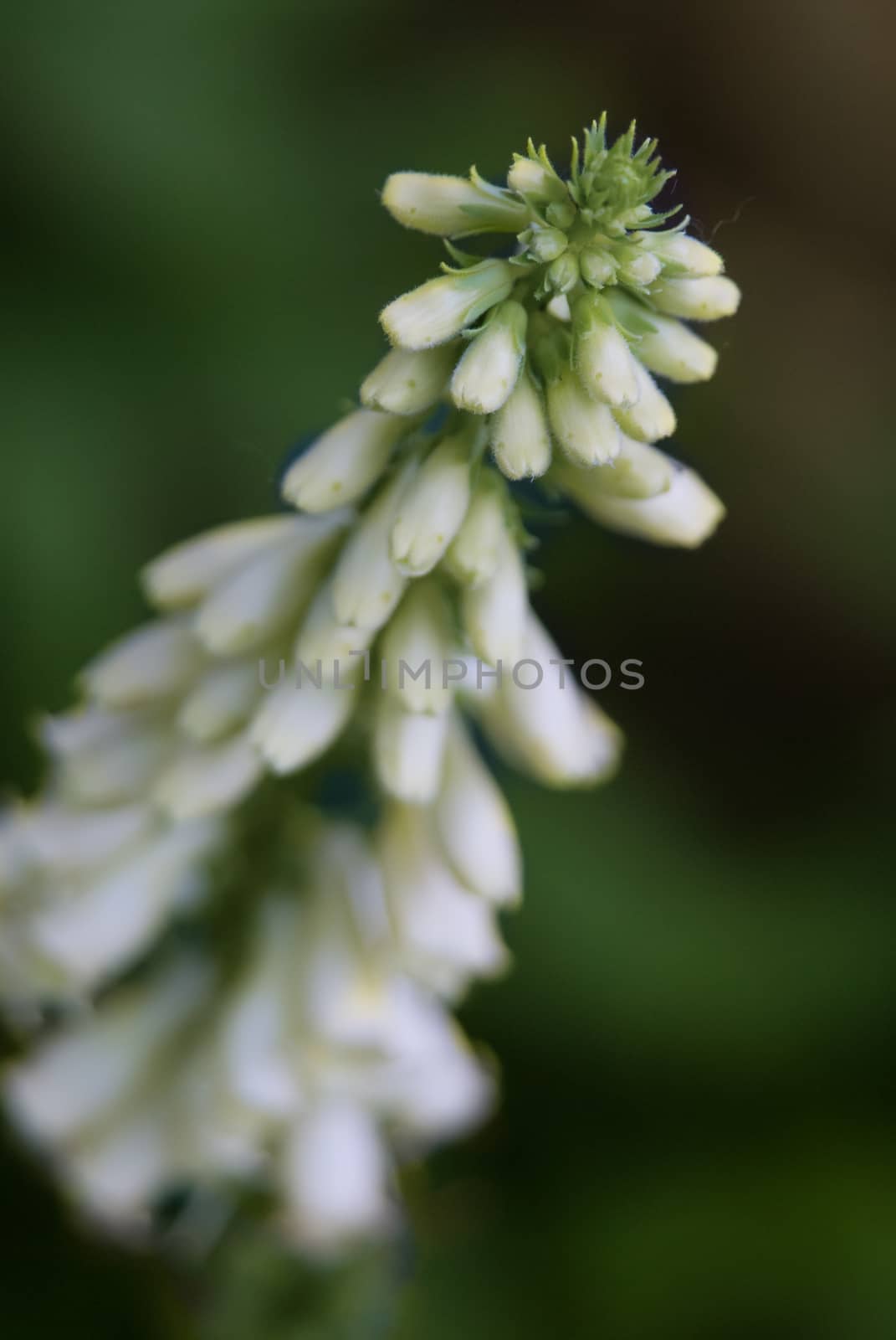 White forb blossom flower fresh green summer_