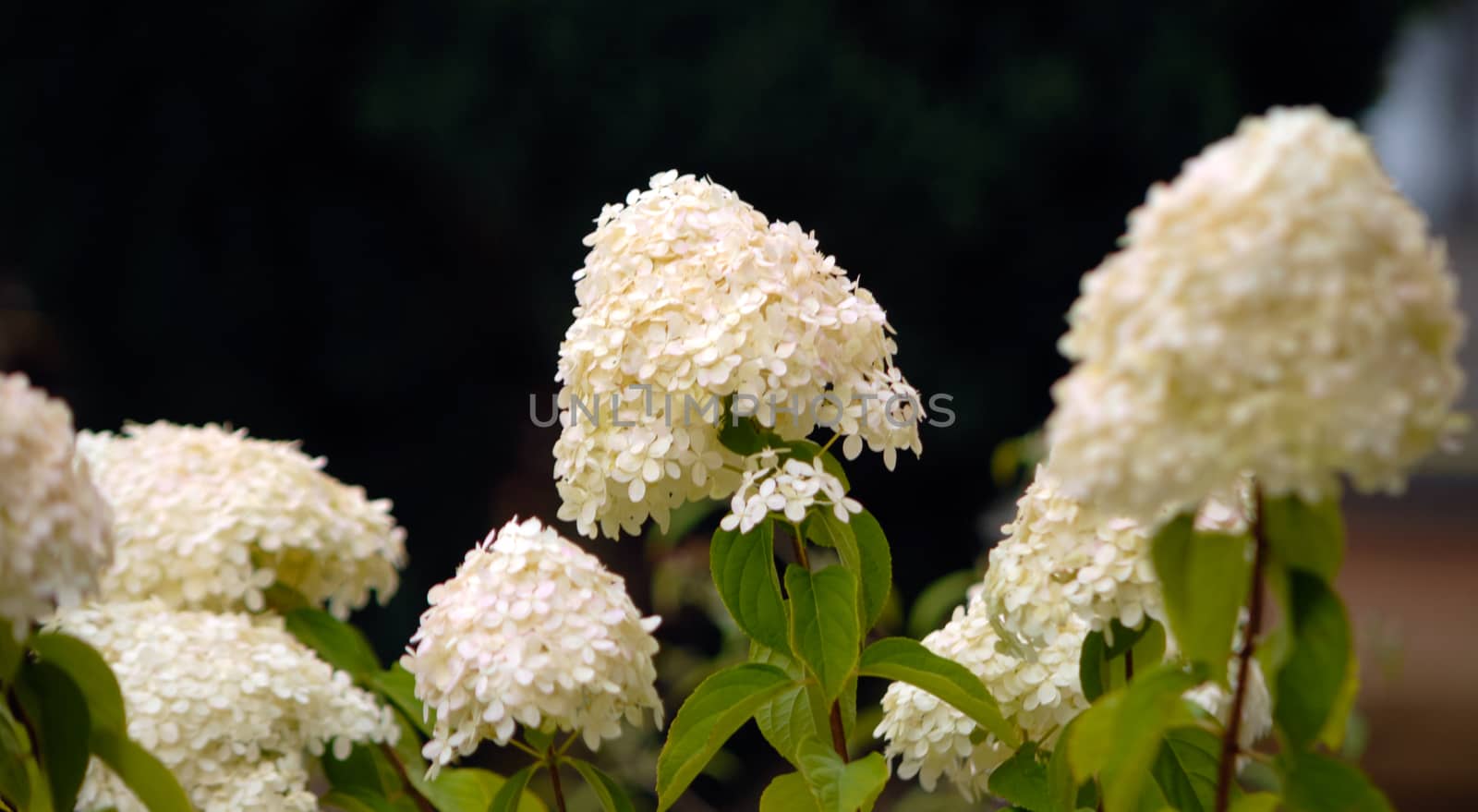 White summer hydrangea blossom flower fresh green black backgrou by MXW_Stock