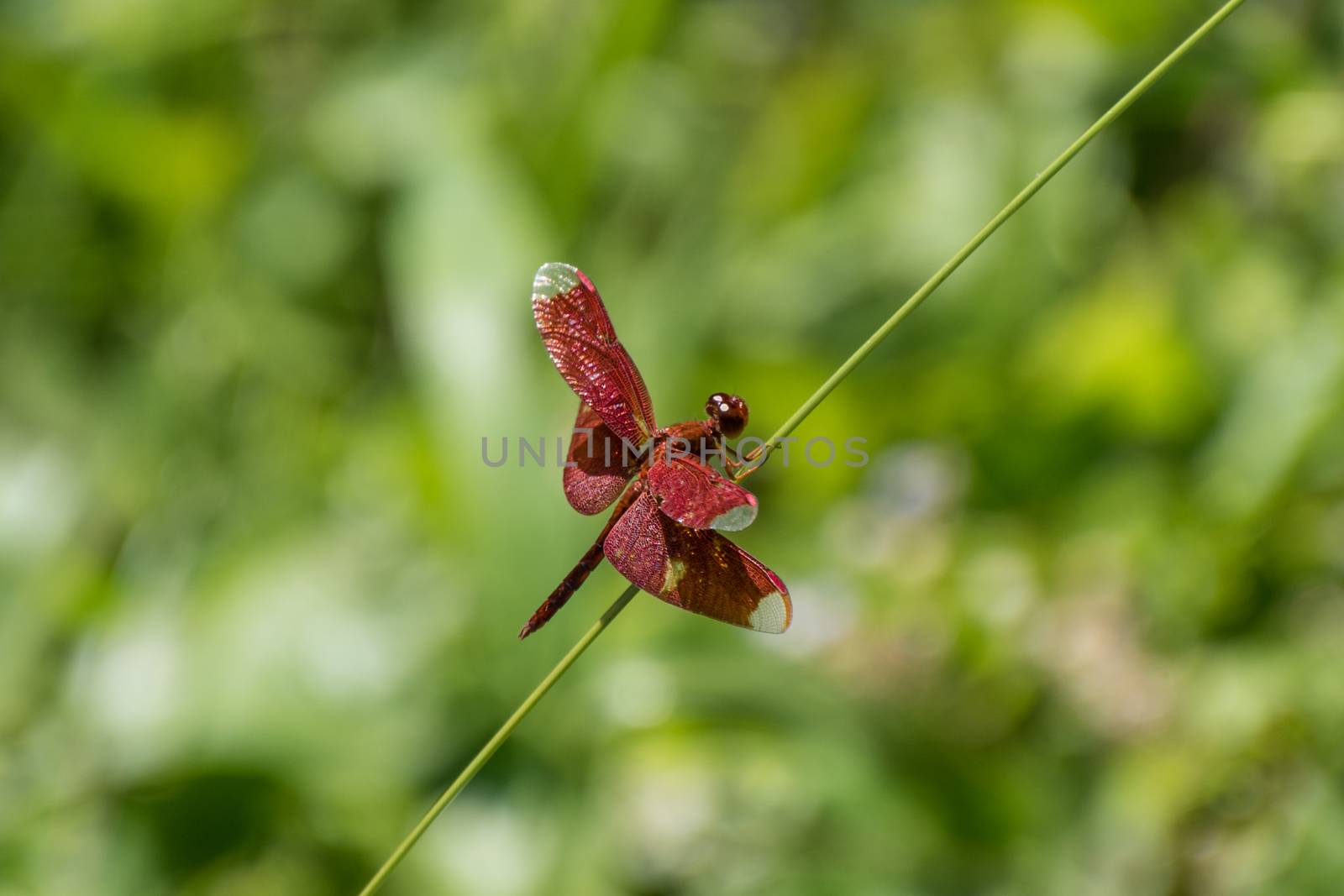 Red Dragon fly in Asian rain forrest