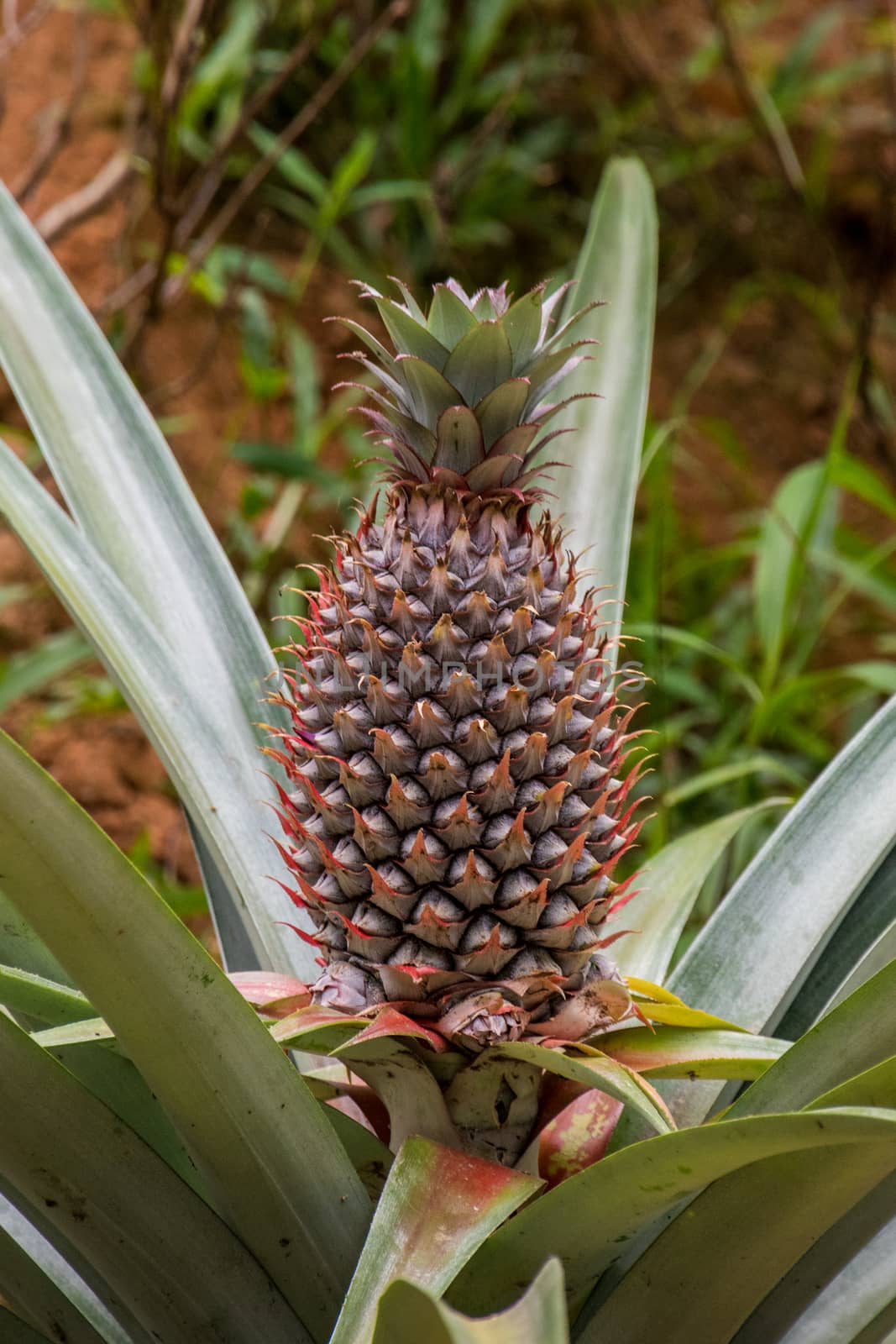 Growing pineapple by MXW_Stock