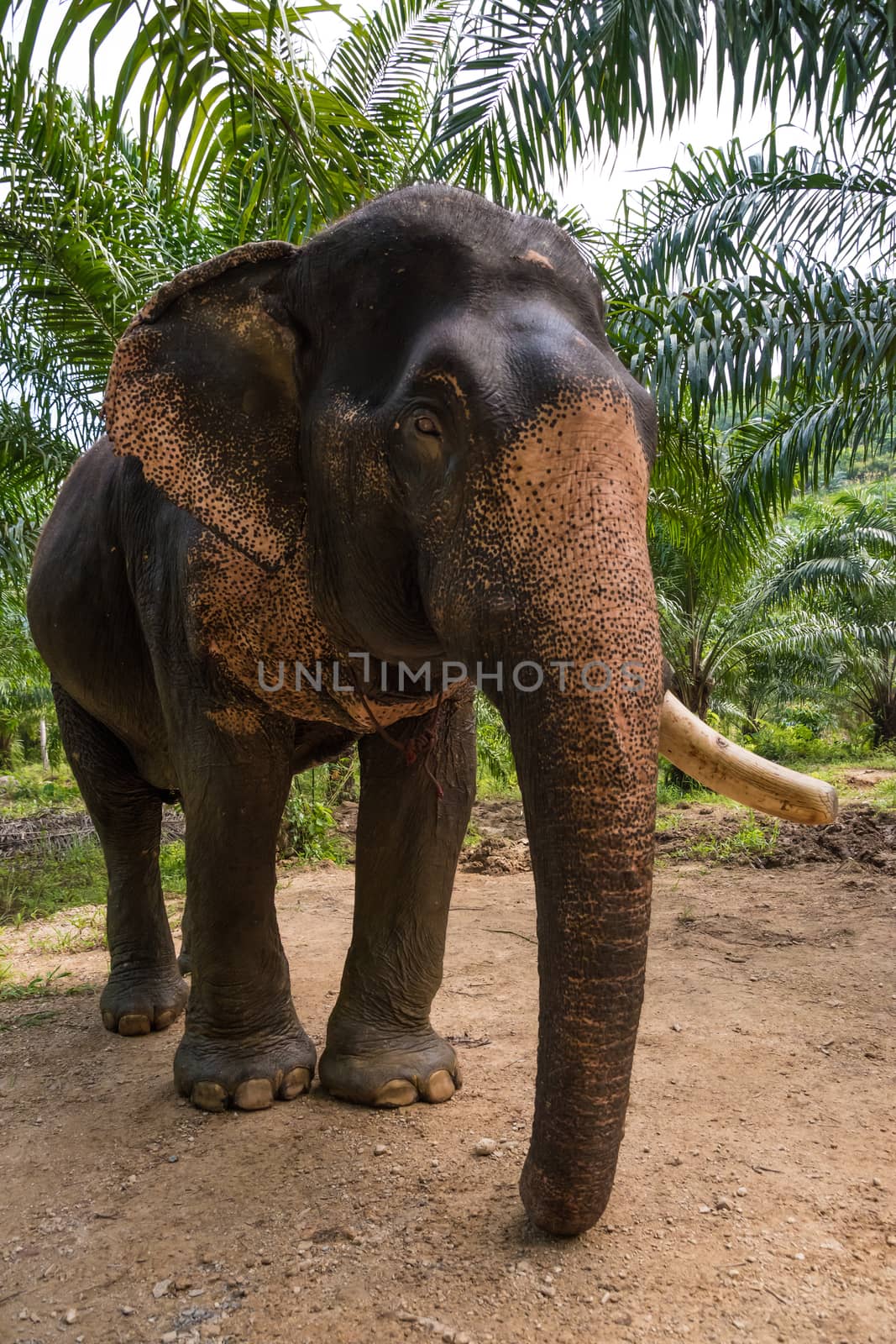 Somboon the elephant by MXW_Stock