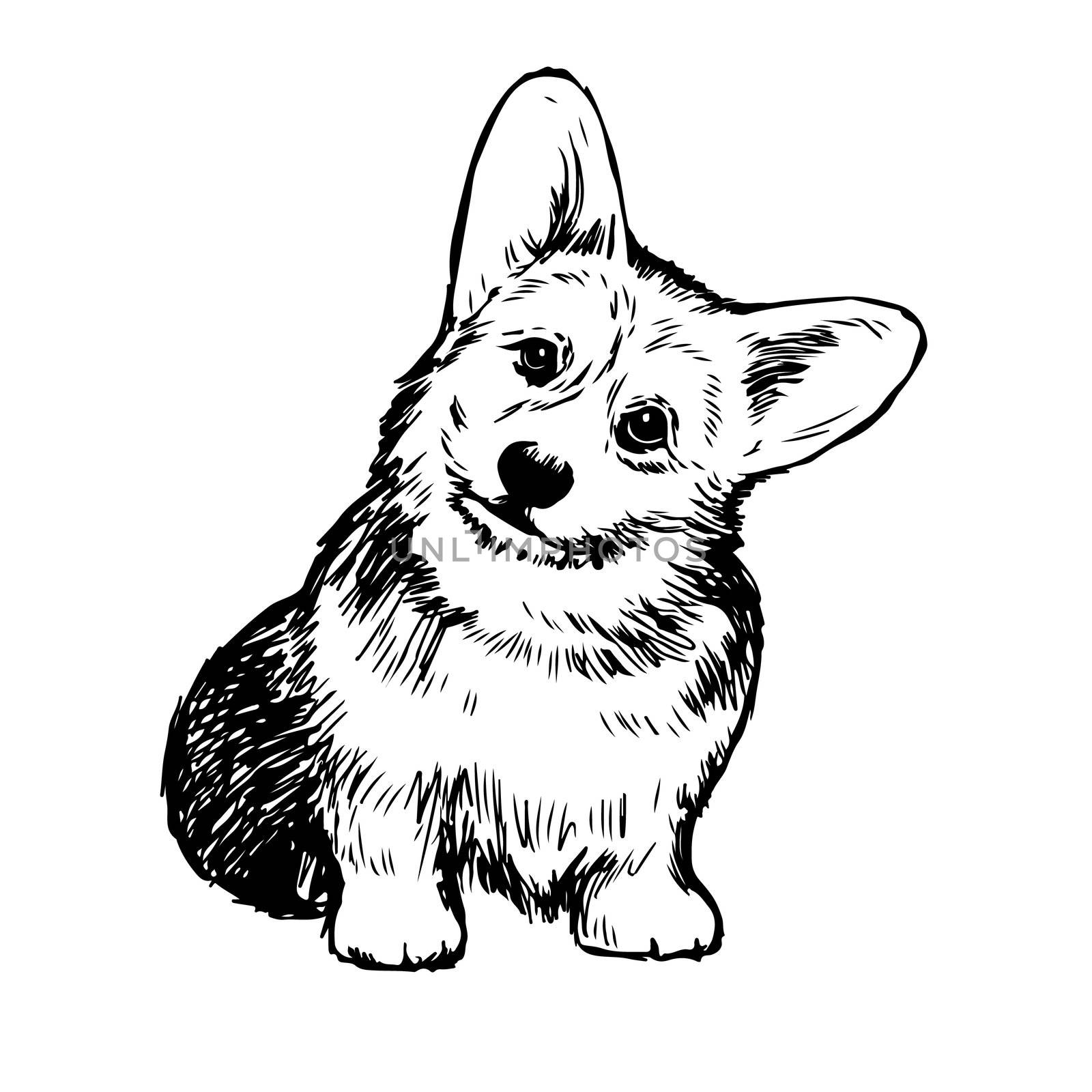 Pembroke Welsh Corgi Dog doodle hand drawn isolated on white background