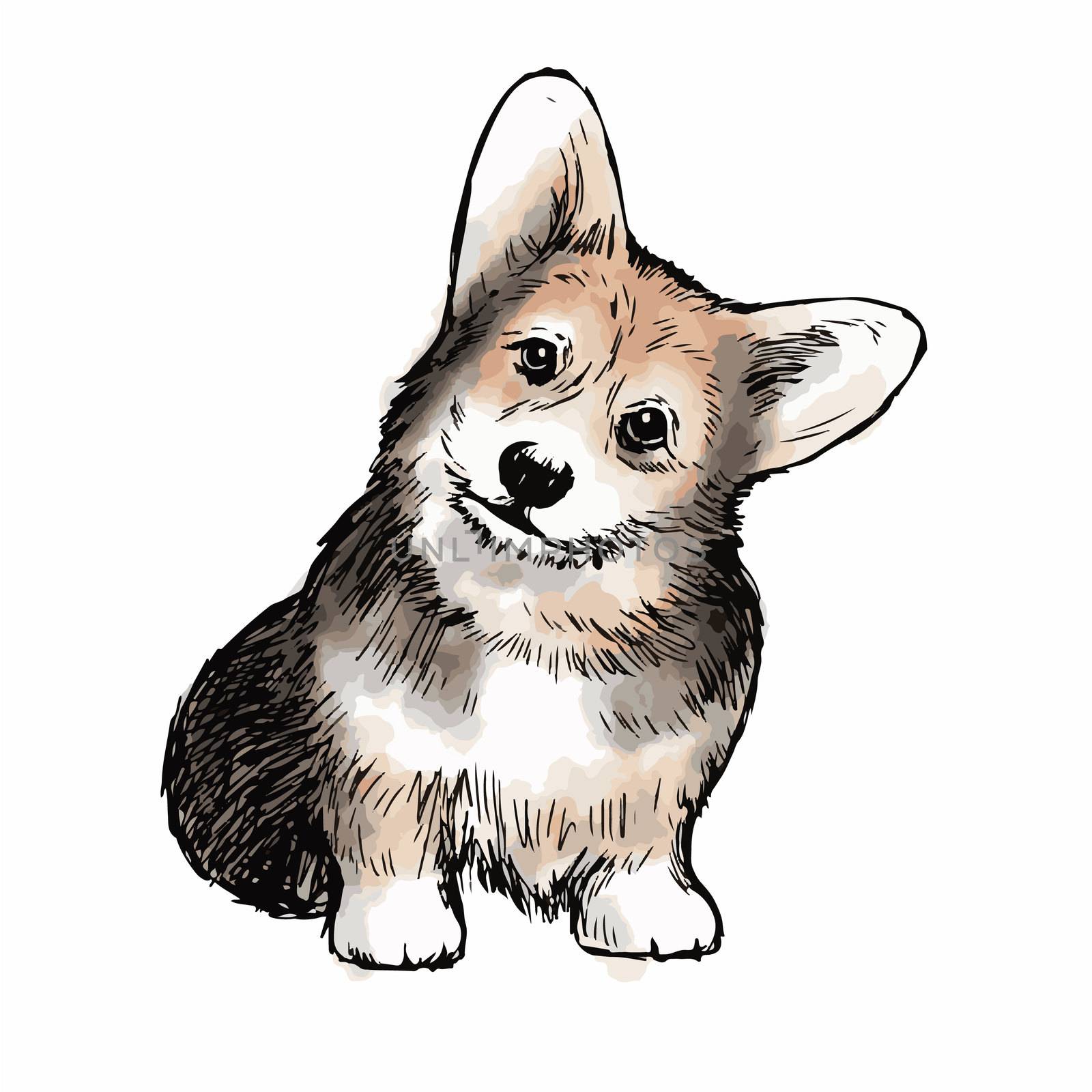 Pembroke Welsh Corgi Dog doodle hand drawn isolated on white background