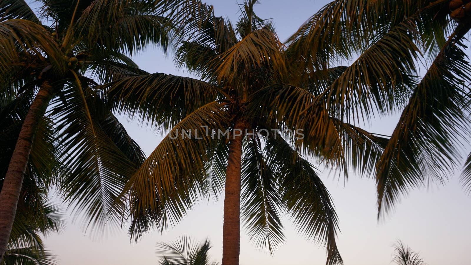 Tropical palm tree with sun light on sunset sky and cloud abstract background. Summer vacation and nature travel adventure concept. Vintage tone filter effect color style.