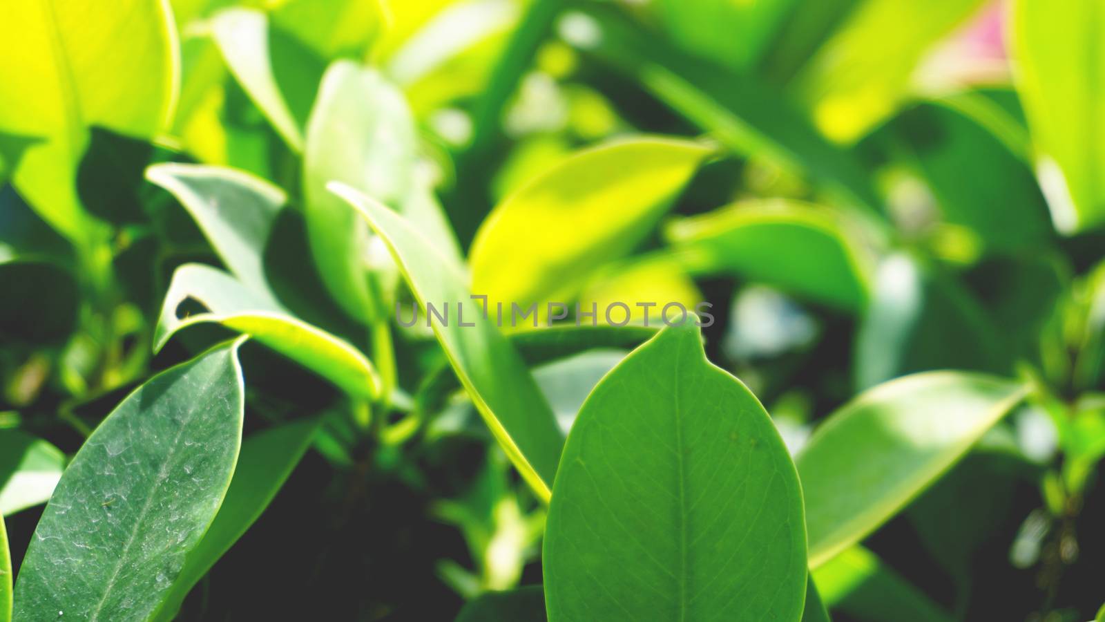 Green leaves pattern background, green Natural background and wallpaper
