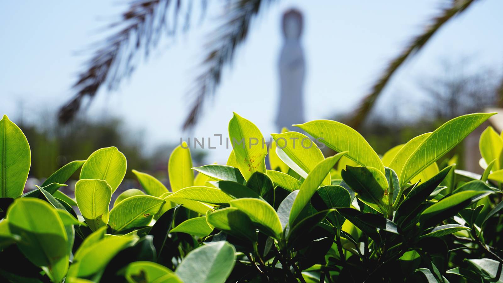 Green leaves pattern background, green Natural background and wallpaper