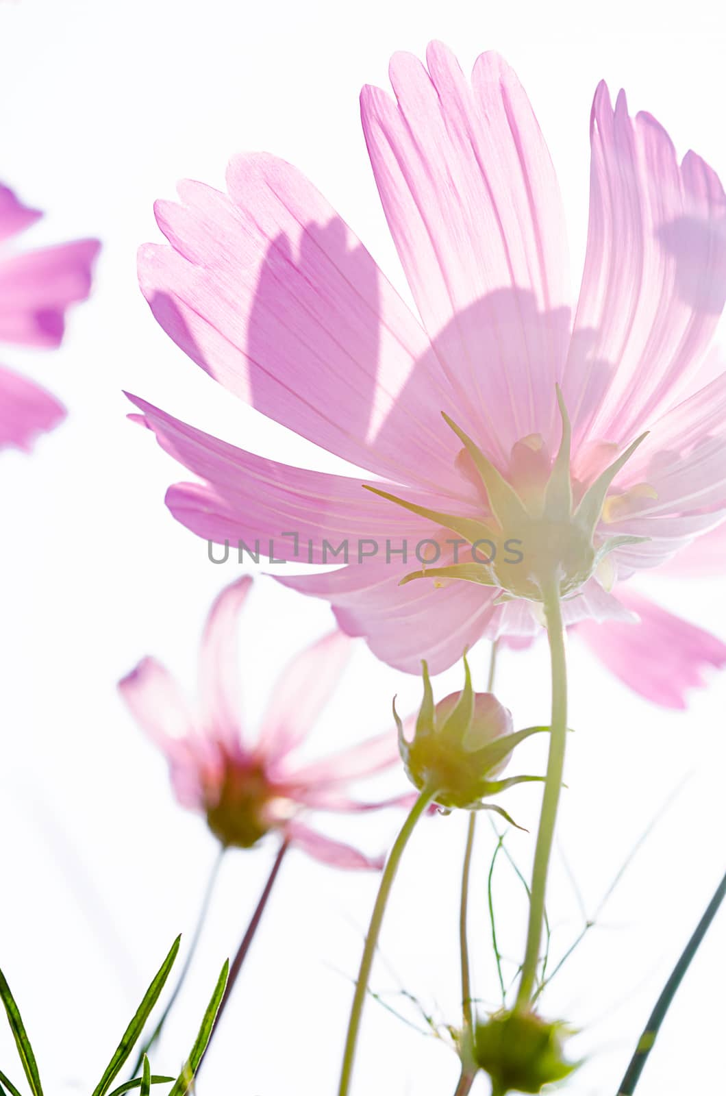 Beautiful pink cosmos flowers background in vintage style.