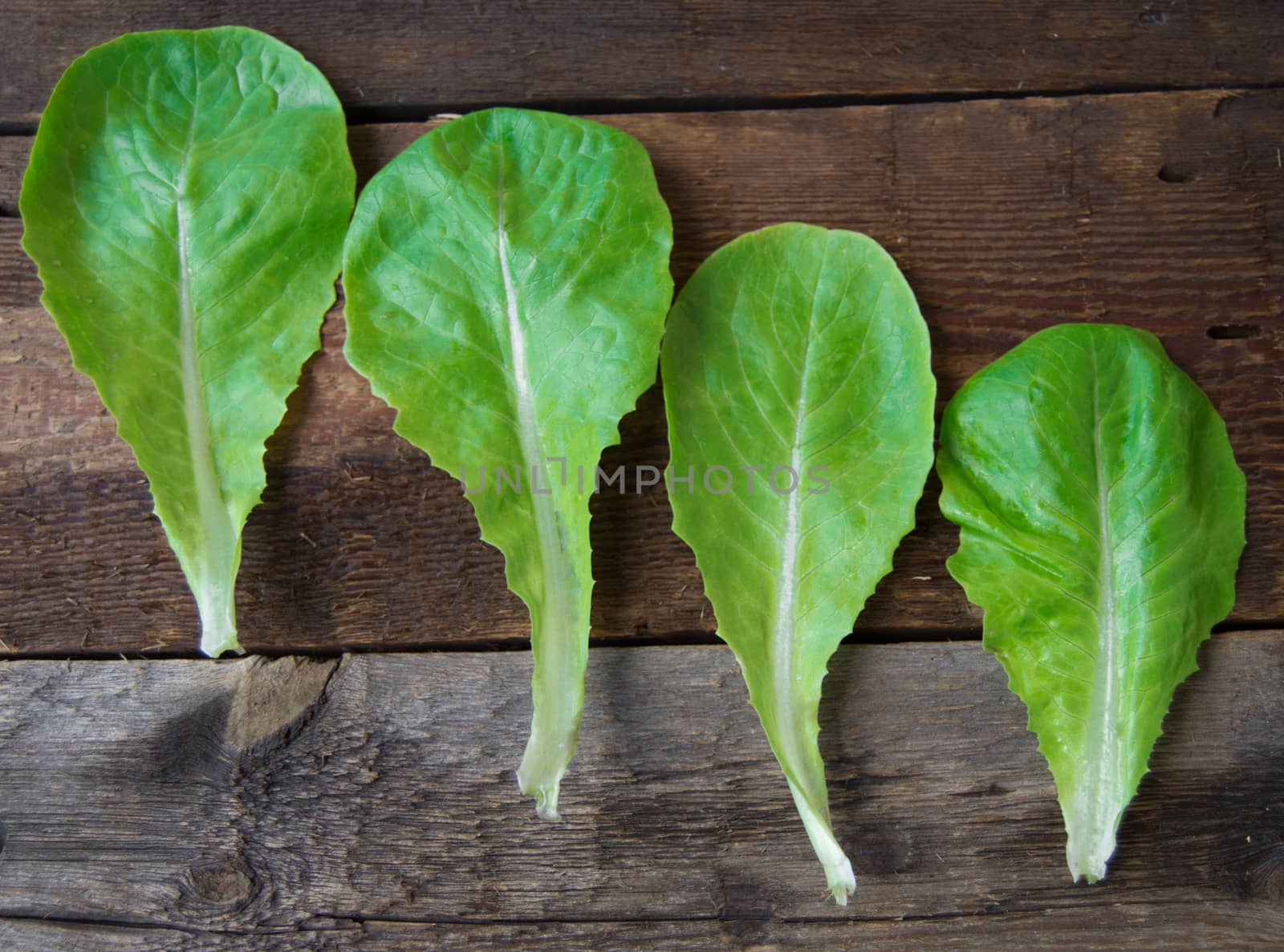 fresh organic lettuce on a dark wooden background.