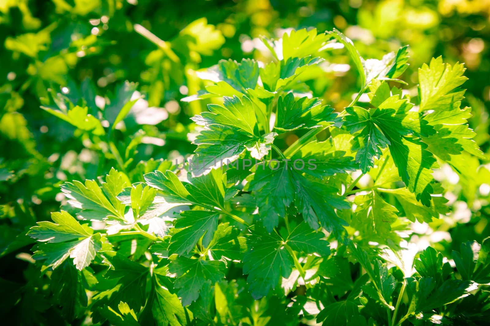 Green leaves of parsley a close up lit with sunlight.