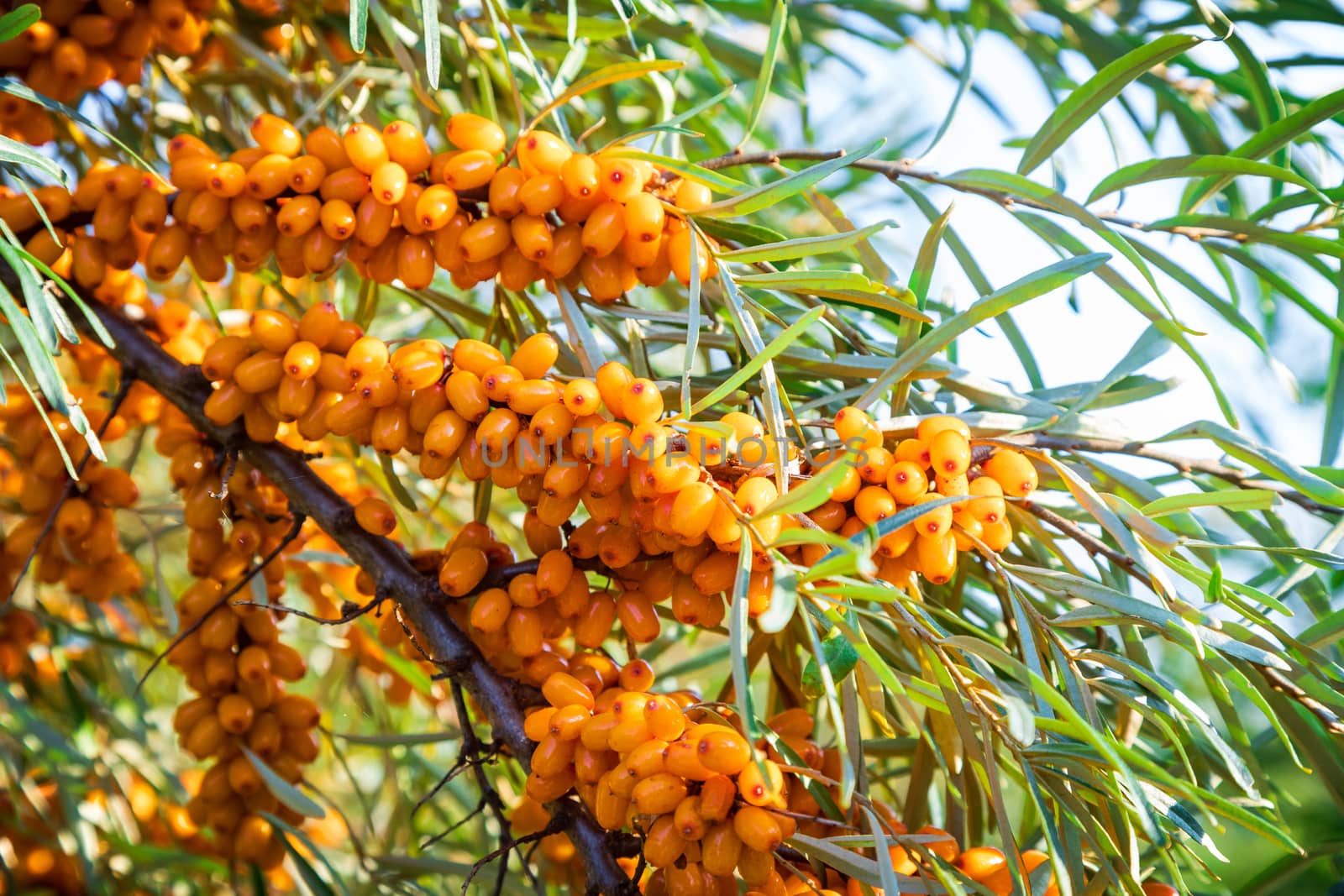 branch of an orange sea-buckthorn under sunlight a close up