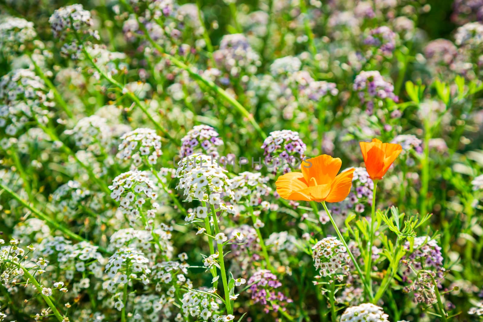 Fine white flowers Alissum and poppies set by sveter