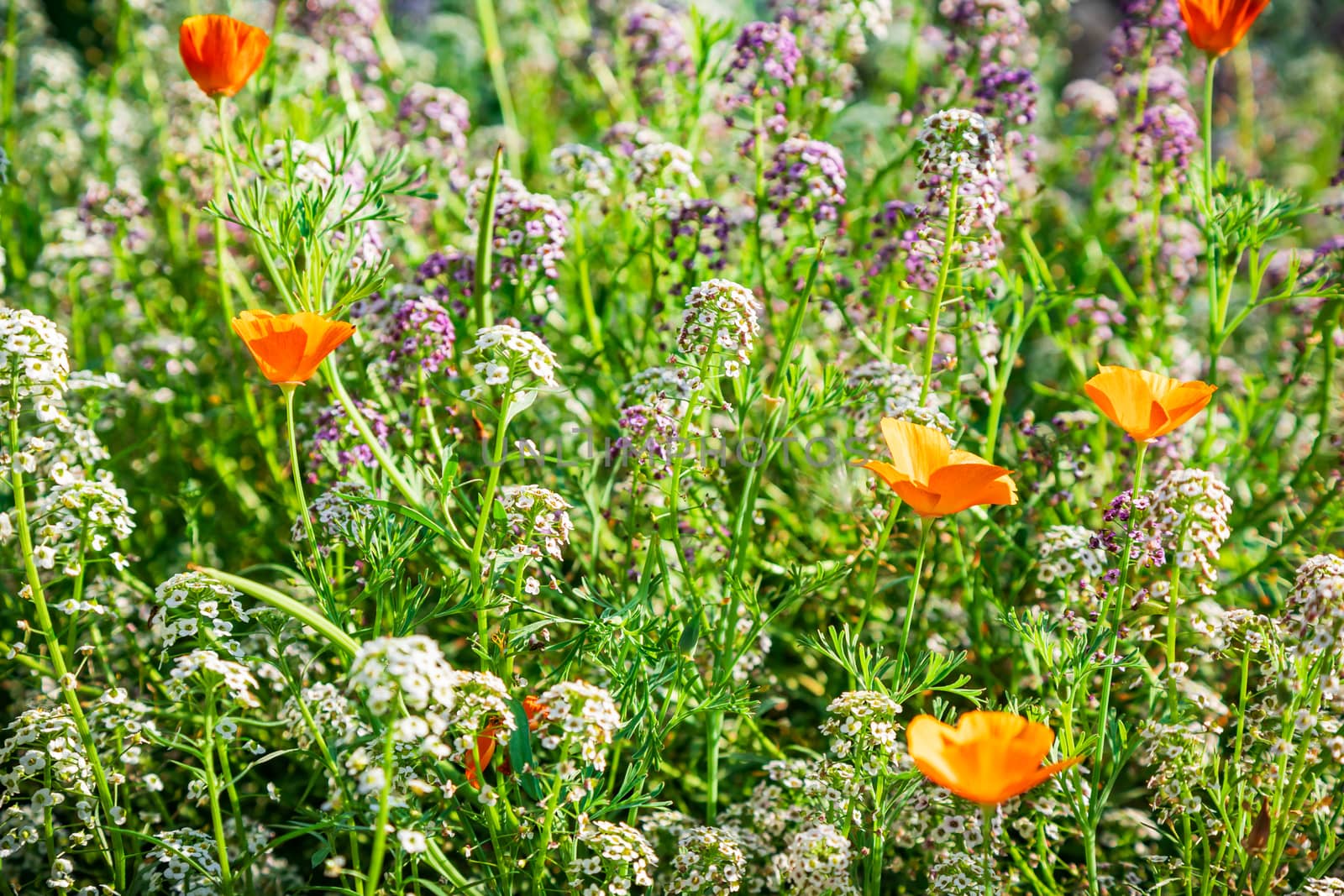 Fine white flowers Alissum and poppies set by sveter